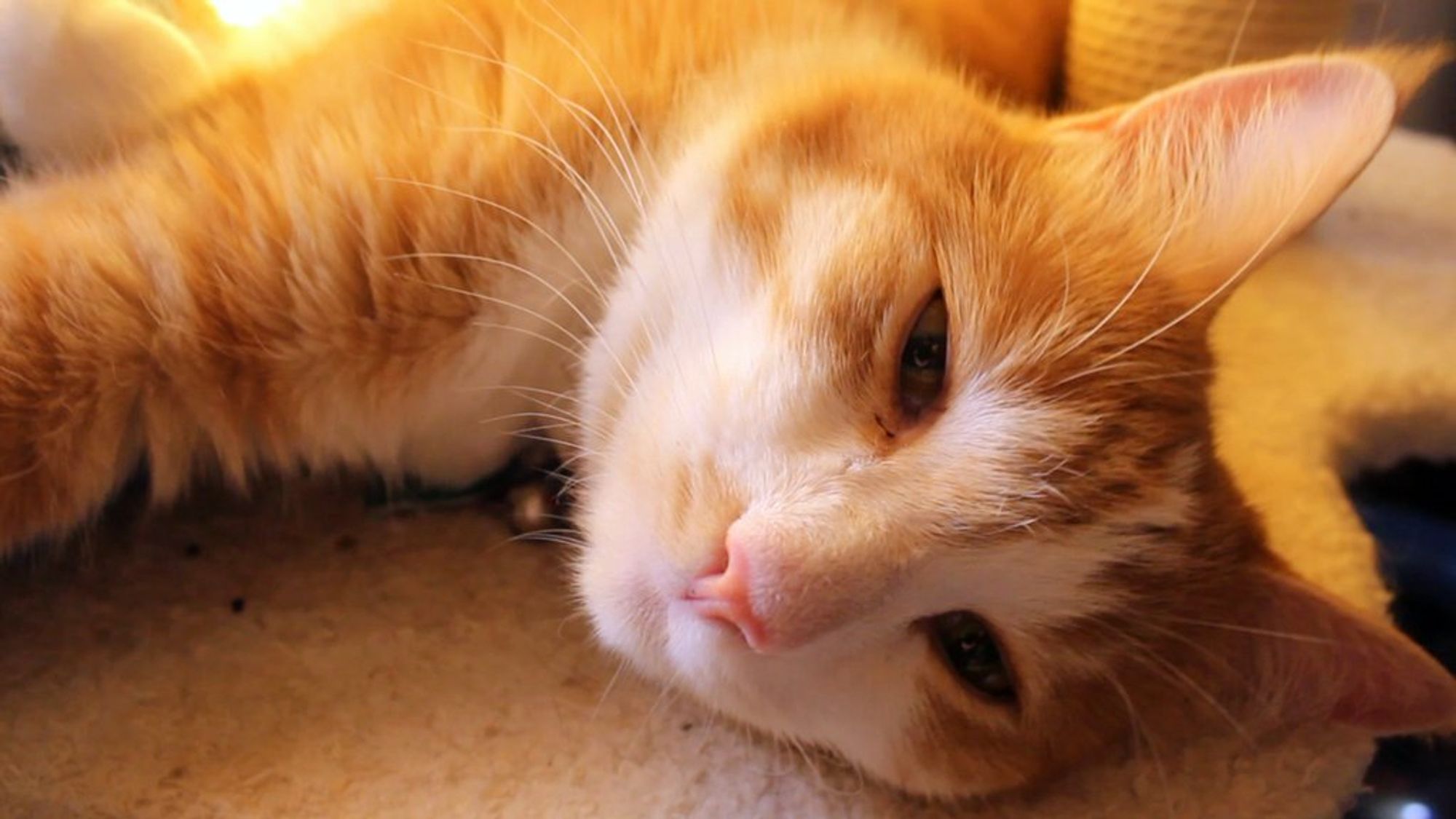 Orange and white cat flopped on a cat tree. He says, "Good morning Gonzobongos! It is a perfect day for lazy."