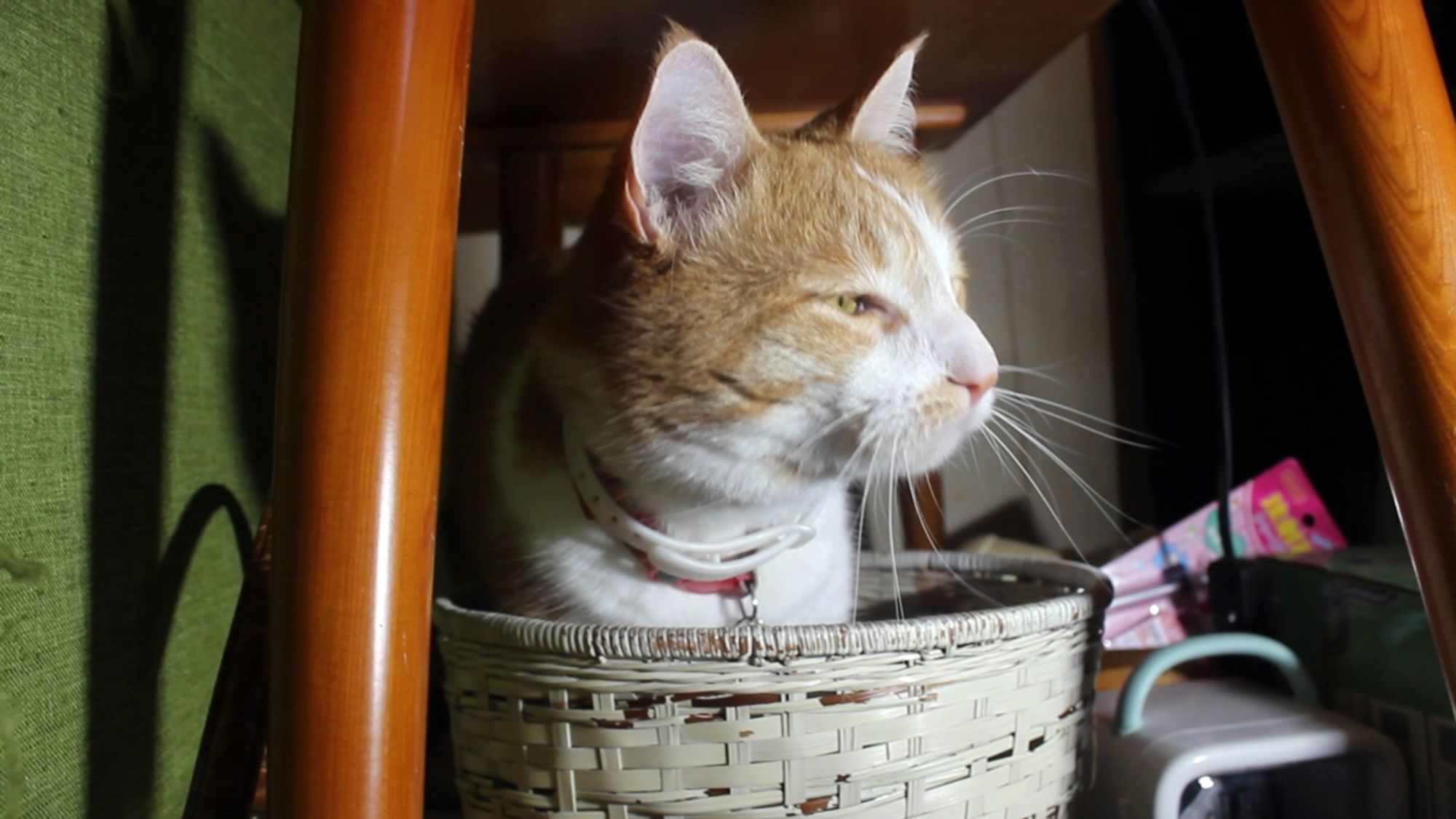 Orange and white cat in a white wicker wastebasket. His behavior report is 95% good, 5% trashcan mishap.