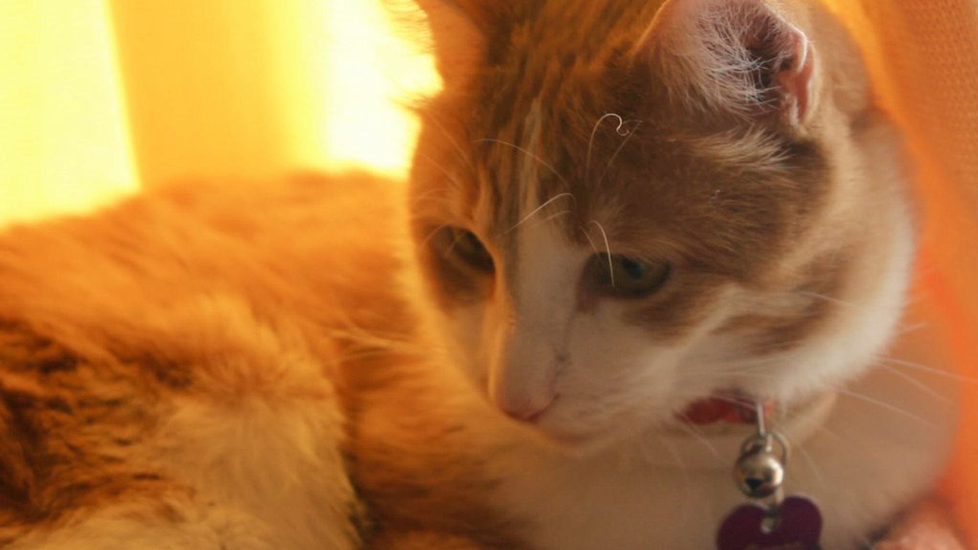 Orange and white cat, sincere as a pumpkin patch. He says, "Good morning Gonzobongos! How is everyone doing today?"