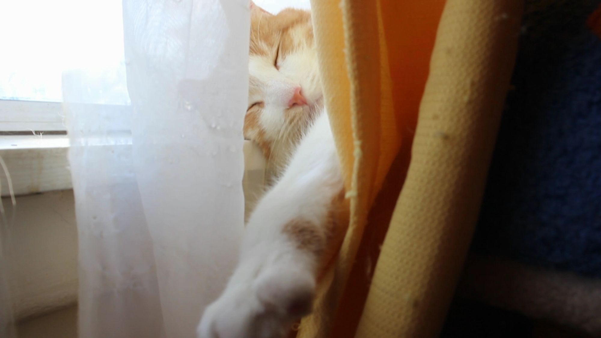 Orange and white cat on a windowsill. His behavior report is 100% good.