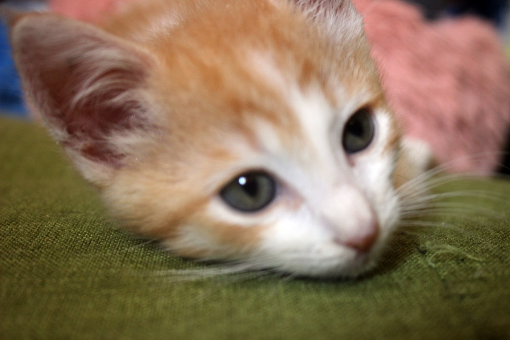 Orange and white kitten 