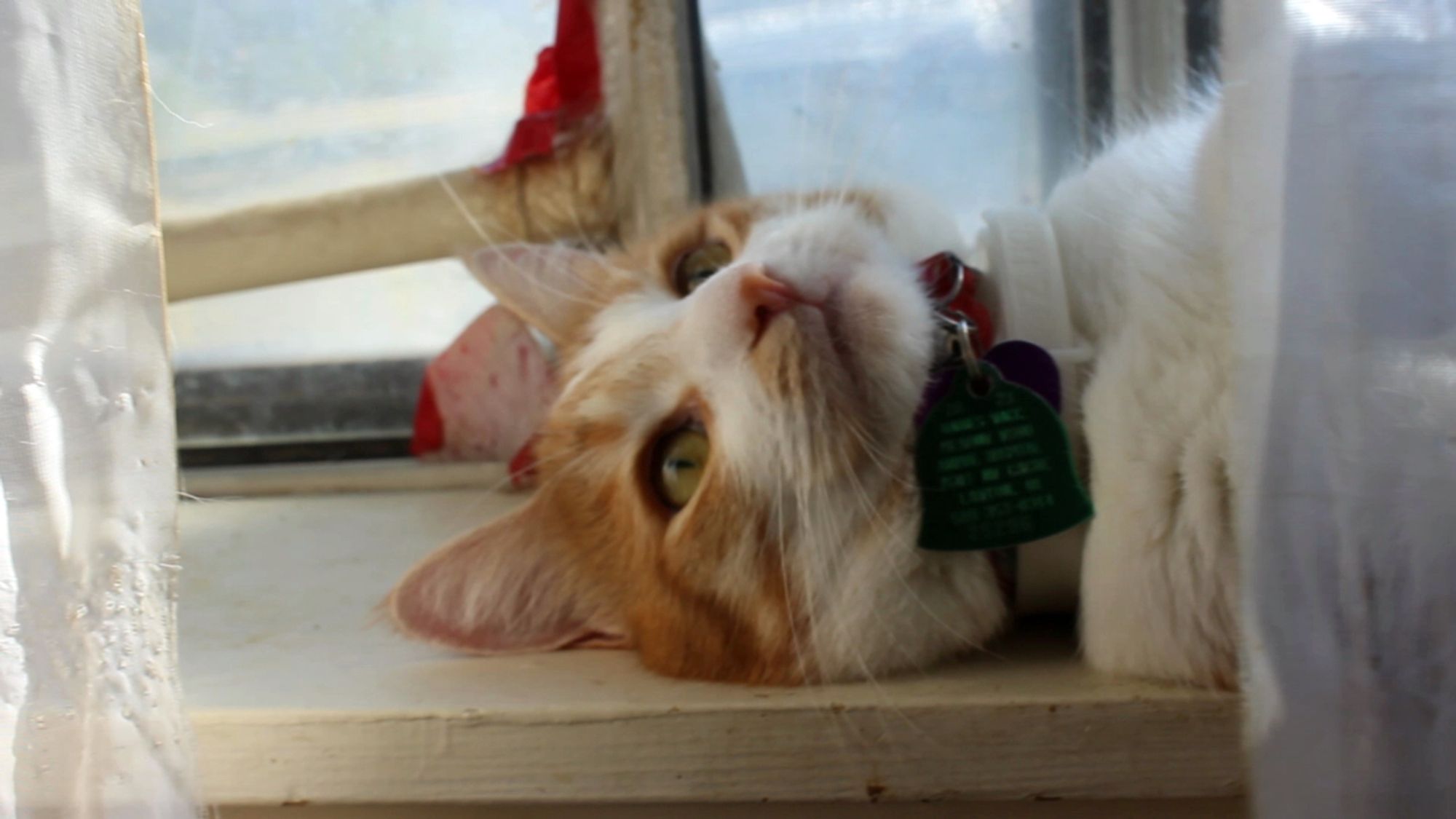 Orange and white cat on a windowsill, haunted. He says, "and the abyss gazes also into me."