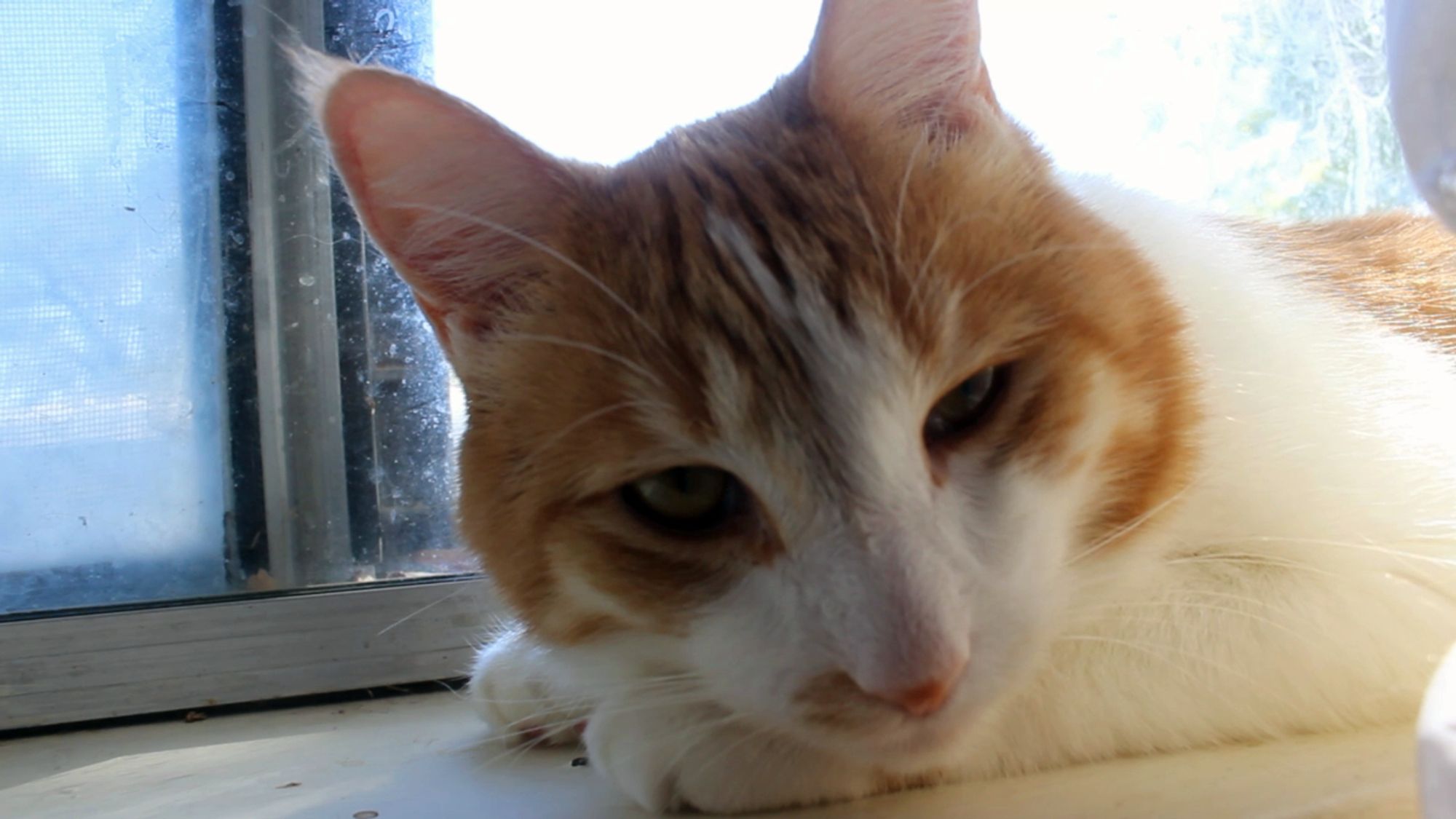 Orange and white cat, a bit melancholy. His behavior report is 100% good.