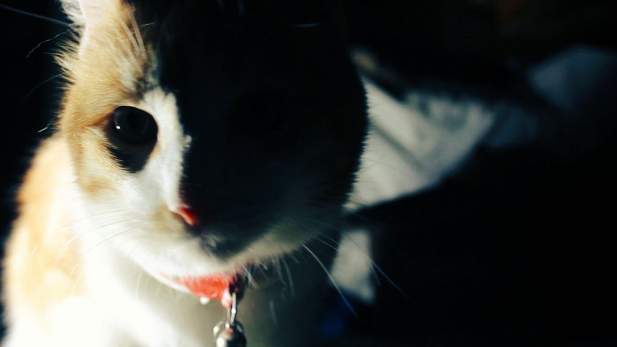 Orange and white cat in dramatic light. He says, "Good morning Gonzobongos! Happy October!"