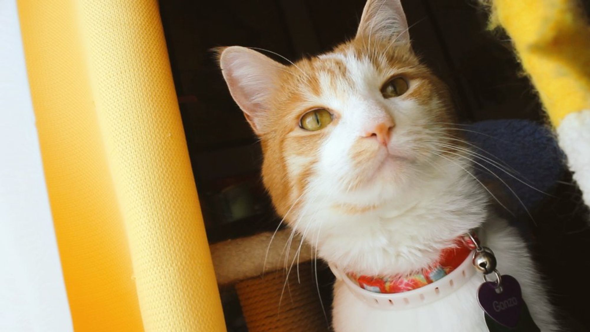 Orange and white cat, interested. He says, "Good morning Gonzobongos! How's it going?"