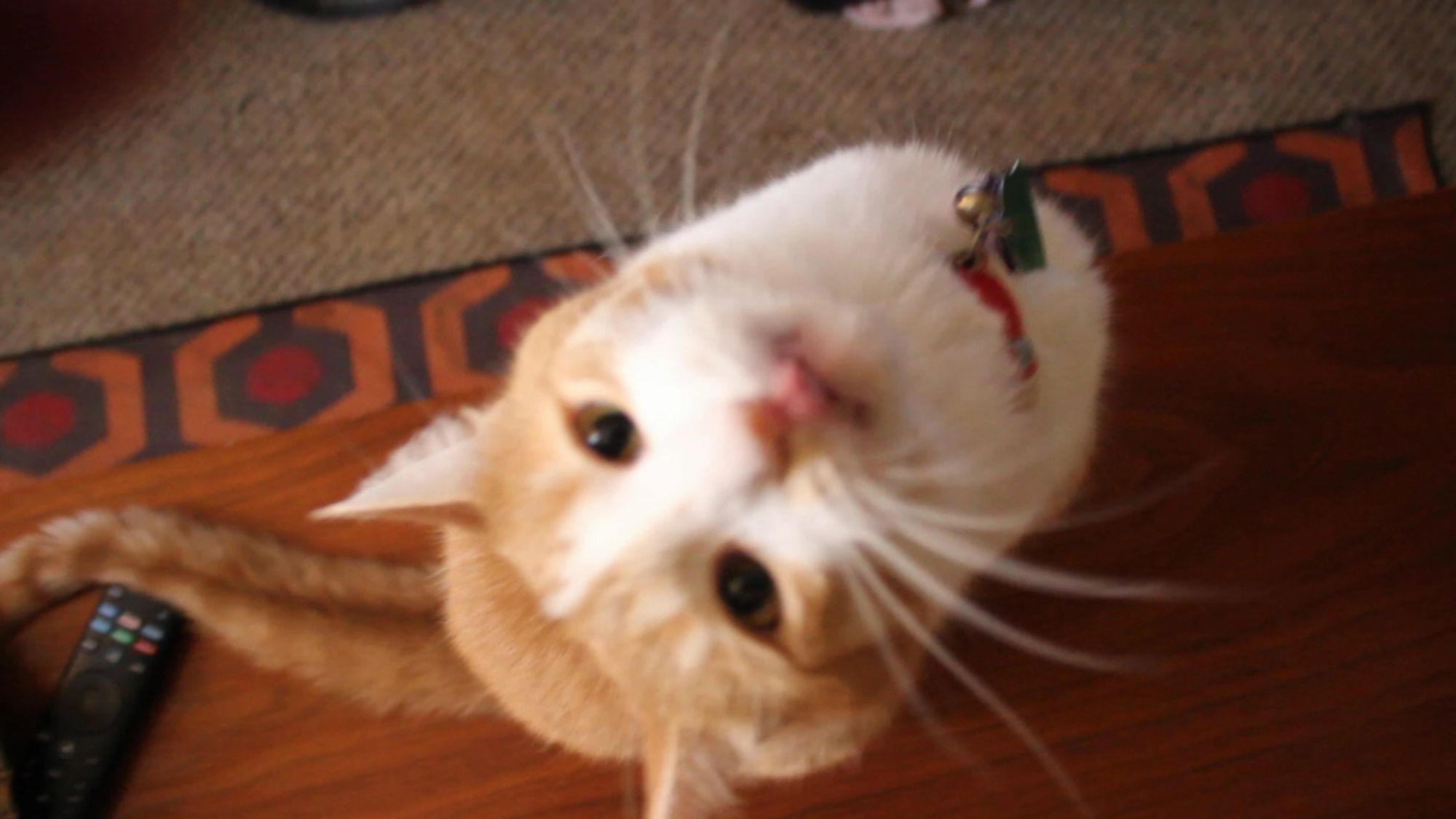 Out of focus orange and white cat. His behavior report is 95% good, 5% scratched Mom's nose (by accident)