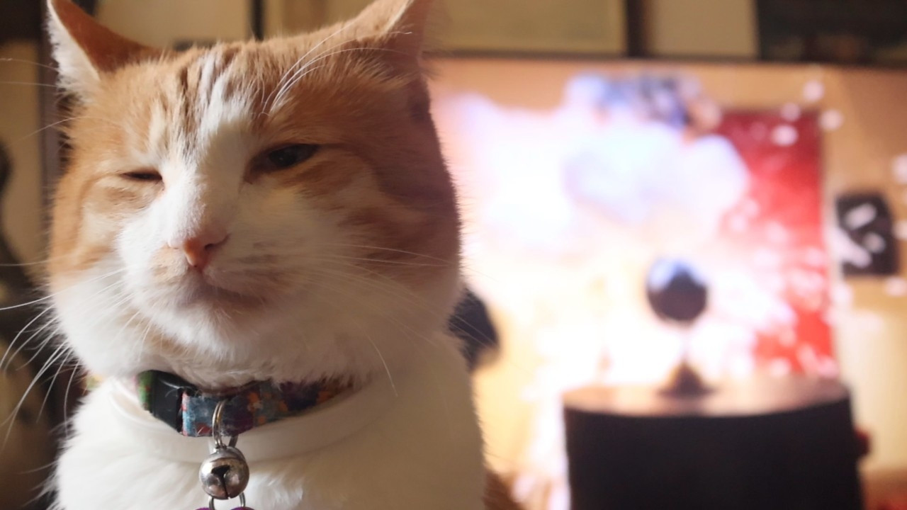 Orange and white cat, beatific, explosion on a TV behind him. His behavior report is 100% good.