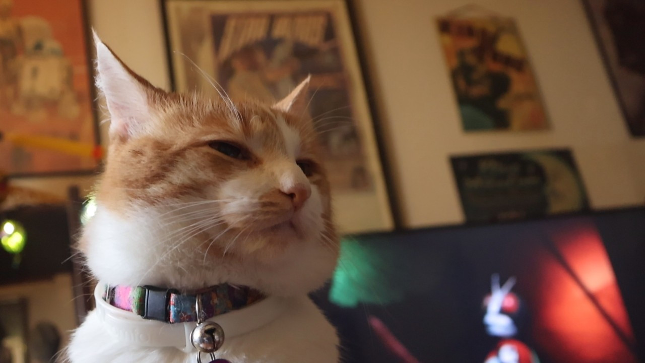 Orange and white cat, proud. His behavior report is 100% good.