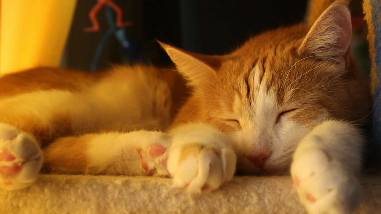 Orange and white cat, sleeping. His behavior report is 100% good.