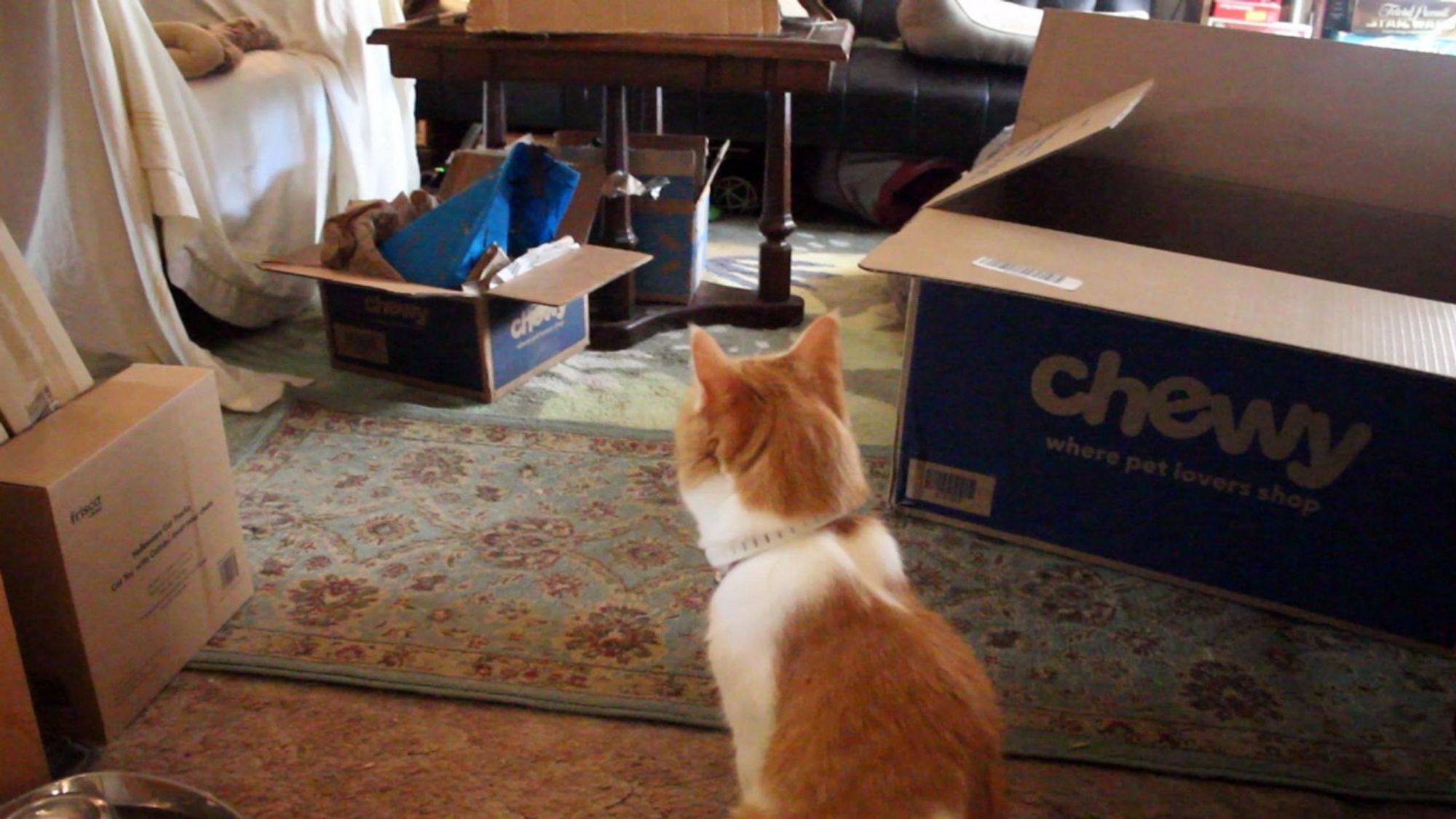 Orange and white cat looking at a collection of cardboard boxes. He says, "Good morning Gonzobongos! There is a new Chewy box! New boxes!"