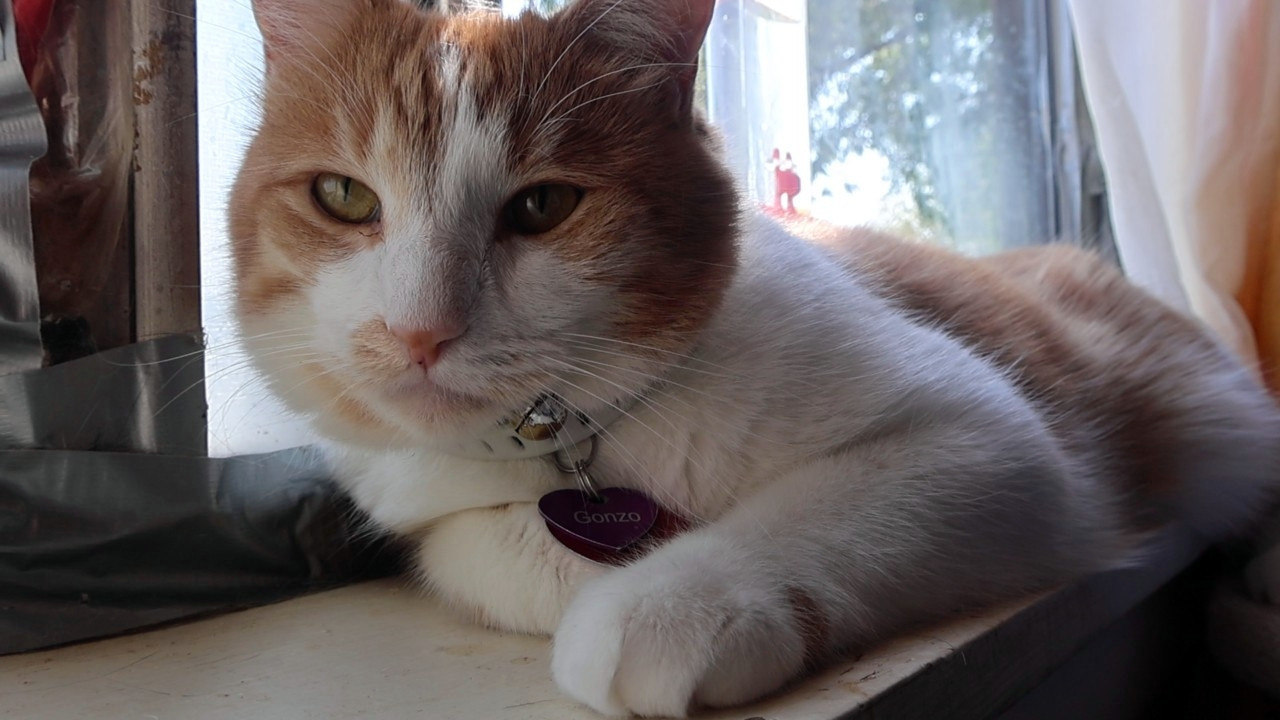 Orange and white cat on a windowsill. He says, "Good morning Gonzobongos! It's a Monday but that's okay because it is also Kelsey's birthday! Happy birthday to Kelsey!"