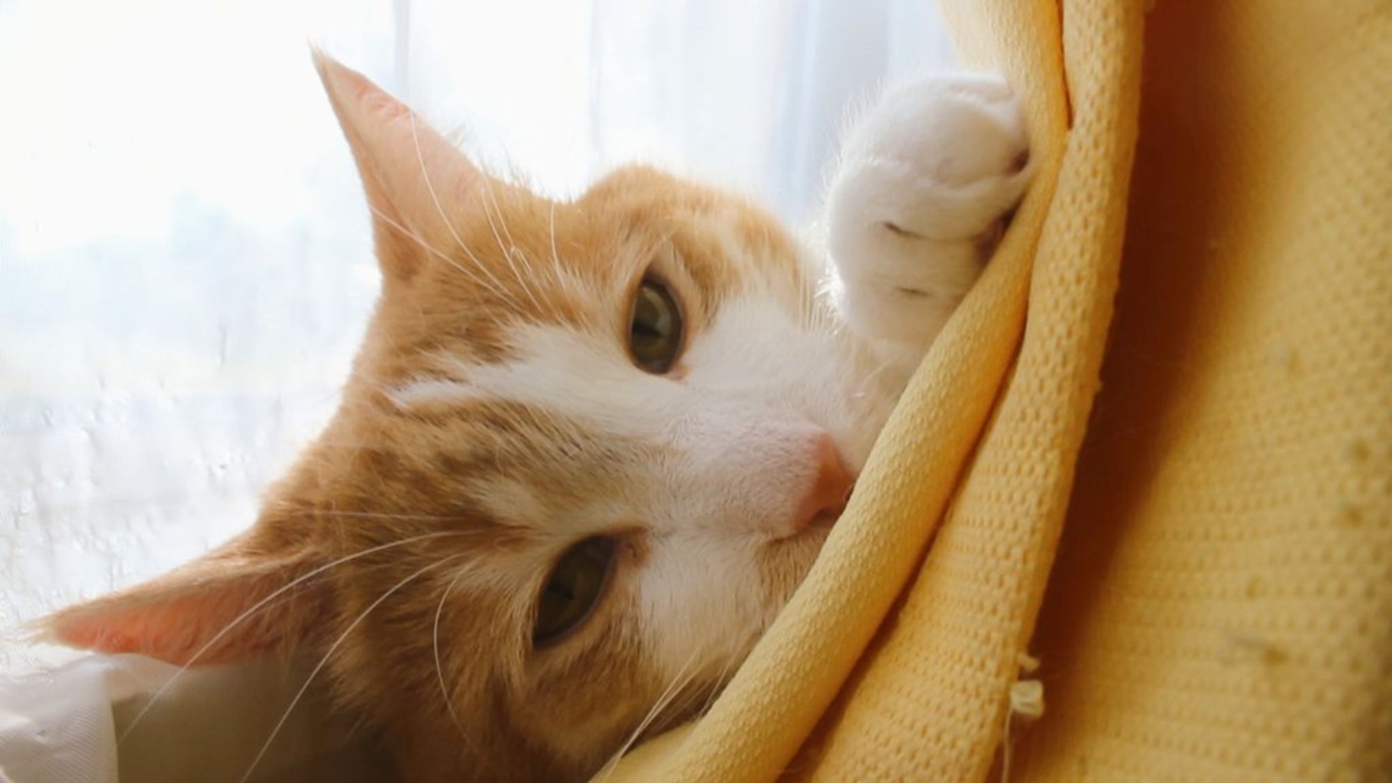 Orange and white cat peeking from behind a yellow curtain. His behavior report is 95% good, 5% harassed Sally.