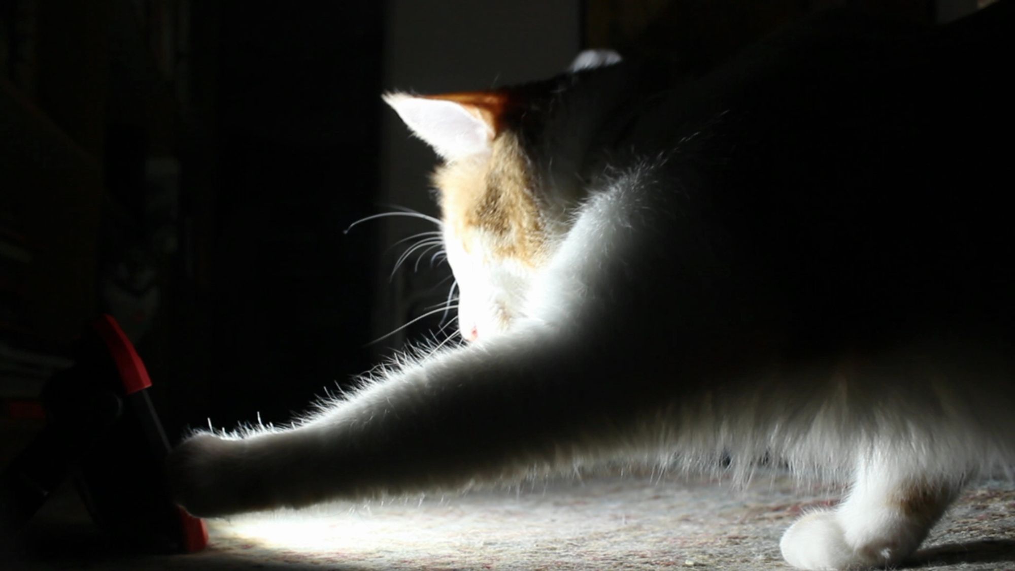 Orange and white cat reaching to touch a bright light. His behavior report is 90% good, 5% menaced Ludo, 5% menaced Charliebrown.