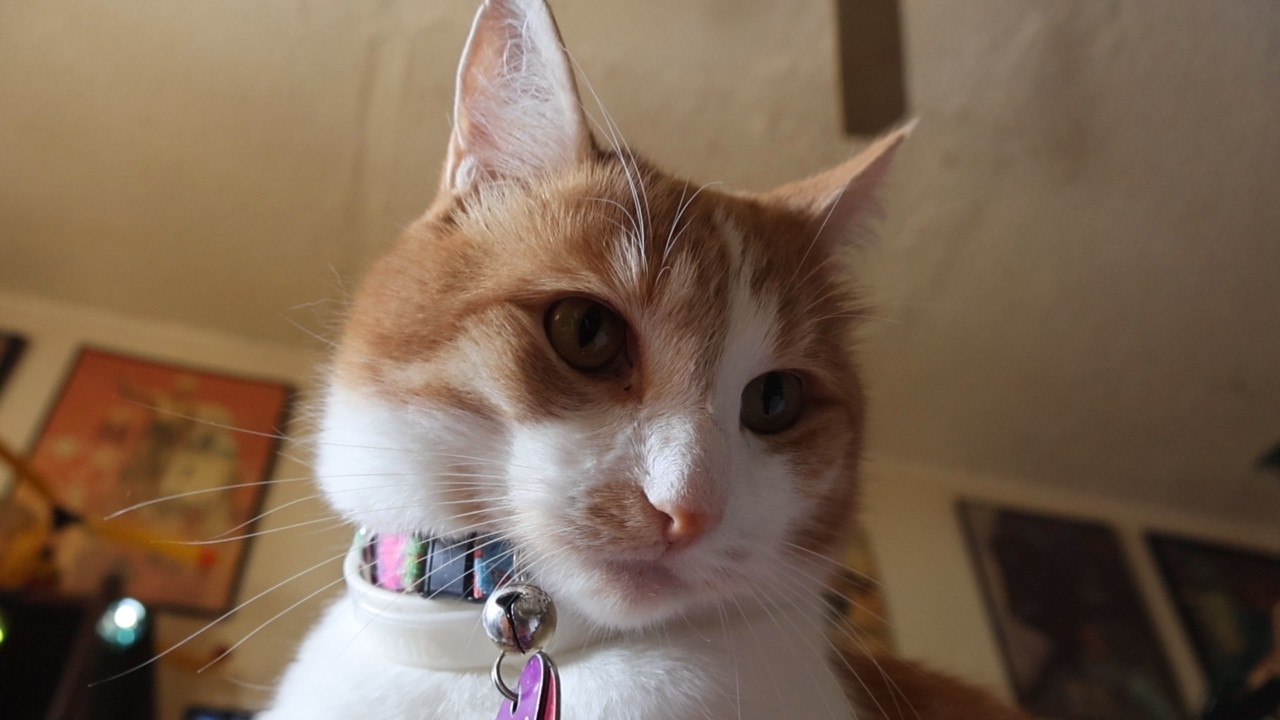 Orange and white cat, demure. His behavior report is 100% good