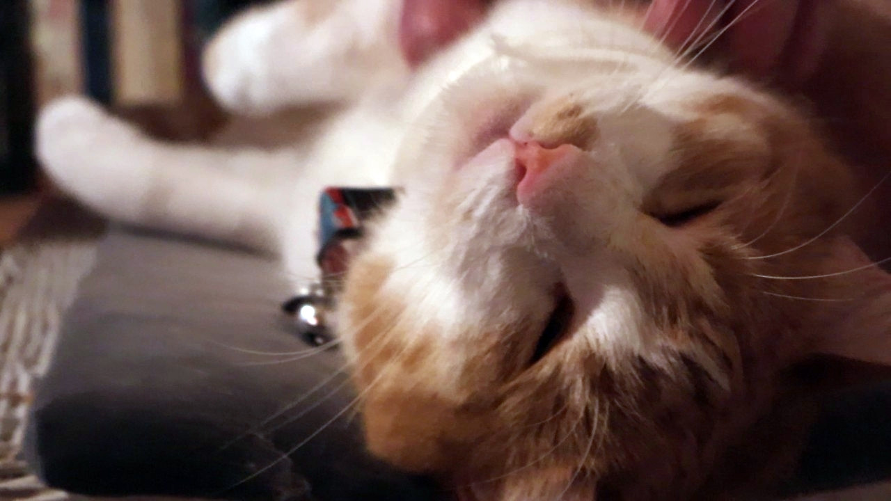 Orange and white cat, head upside-down. His behavior report is 100% great!