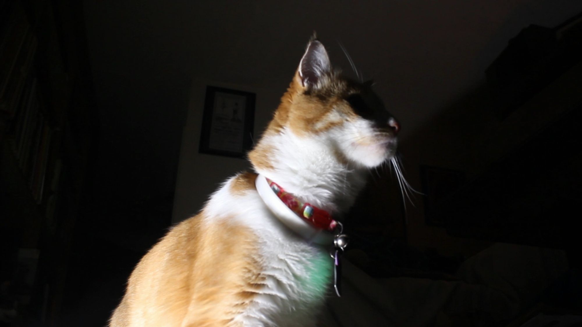 Orange and white cat, dramatically lit. His behavior report is 95% good, 5% general mayhem.