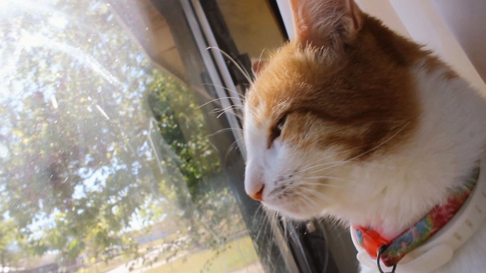 Orange and white cat, looking shifty.  His behavior report is 100% good.