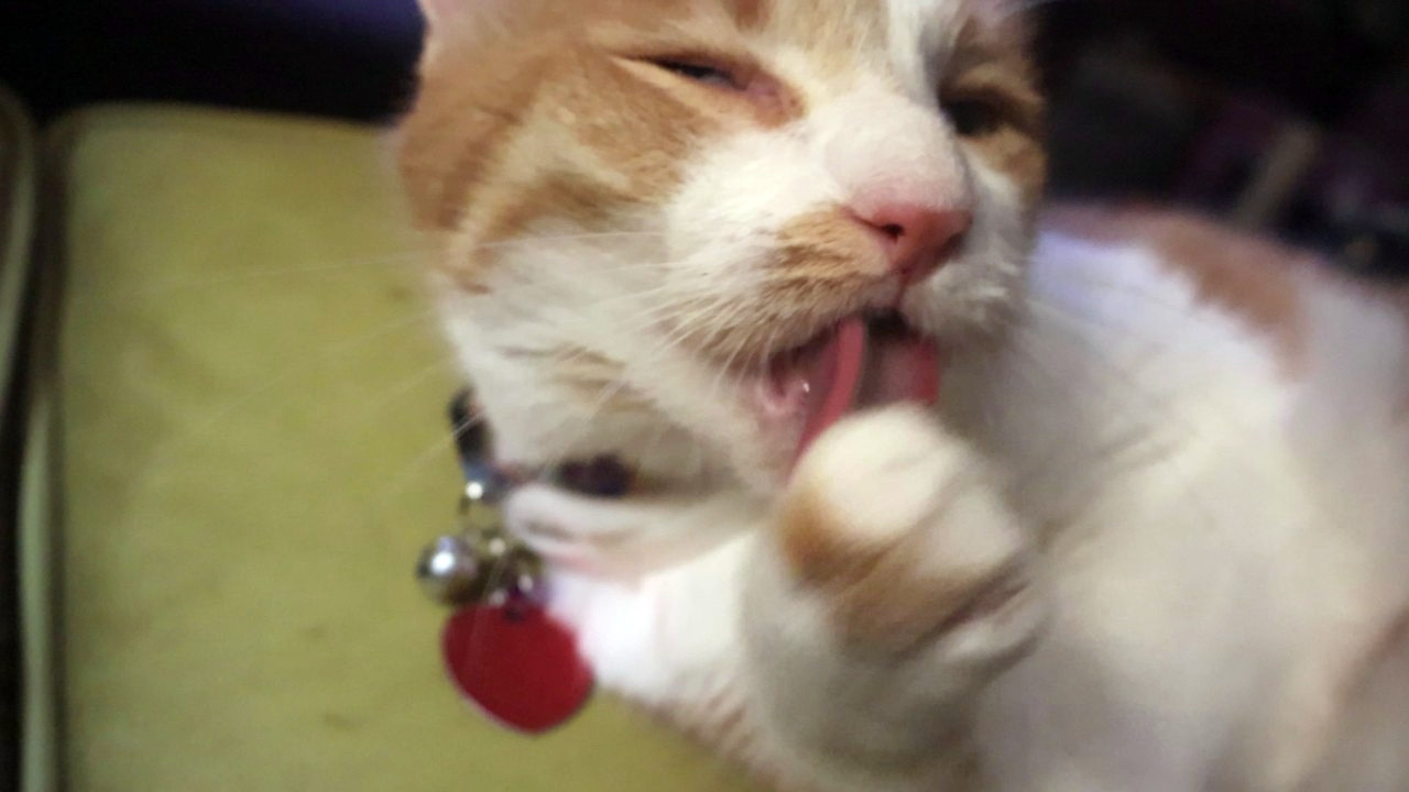 Orange and white cat smugly licking his paw. His behavior report is 100% good.