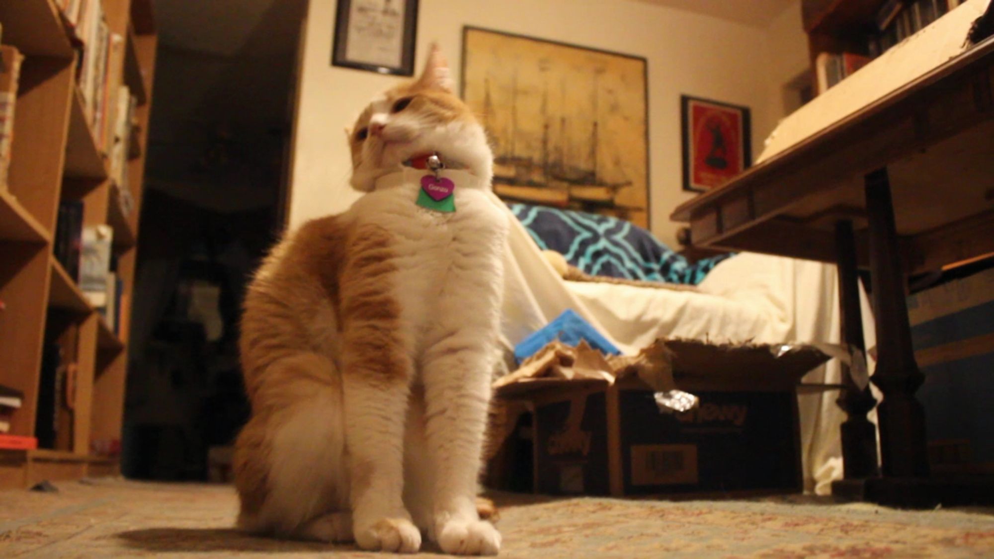 Orange and white cat stretching weirdly. His behavior report is 95% good, 5% bit Mom's toes