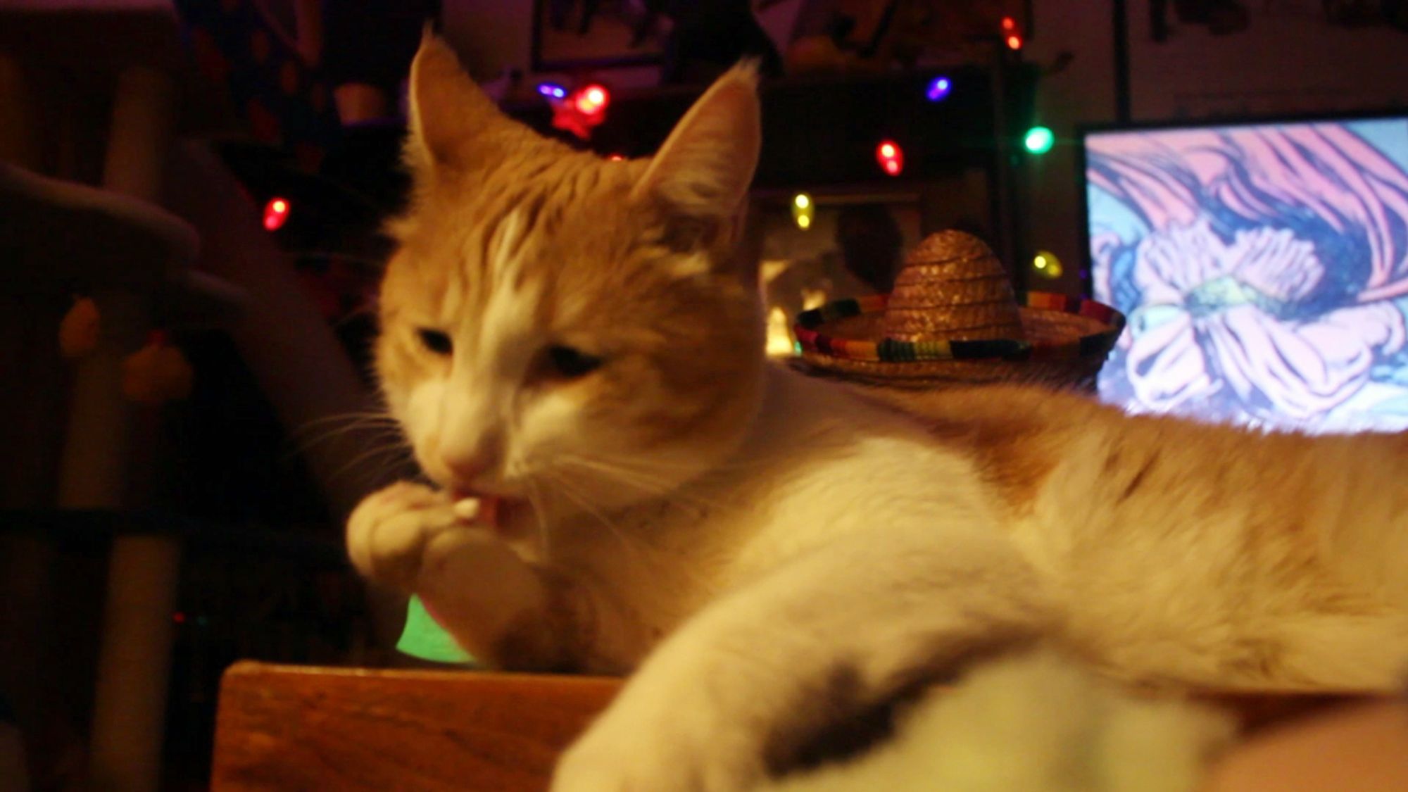 Orange and white cat licking his paw. His behavior report is 100% good.