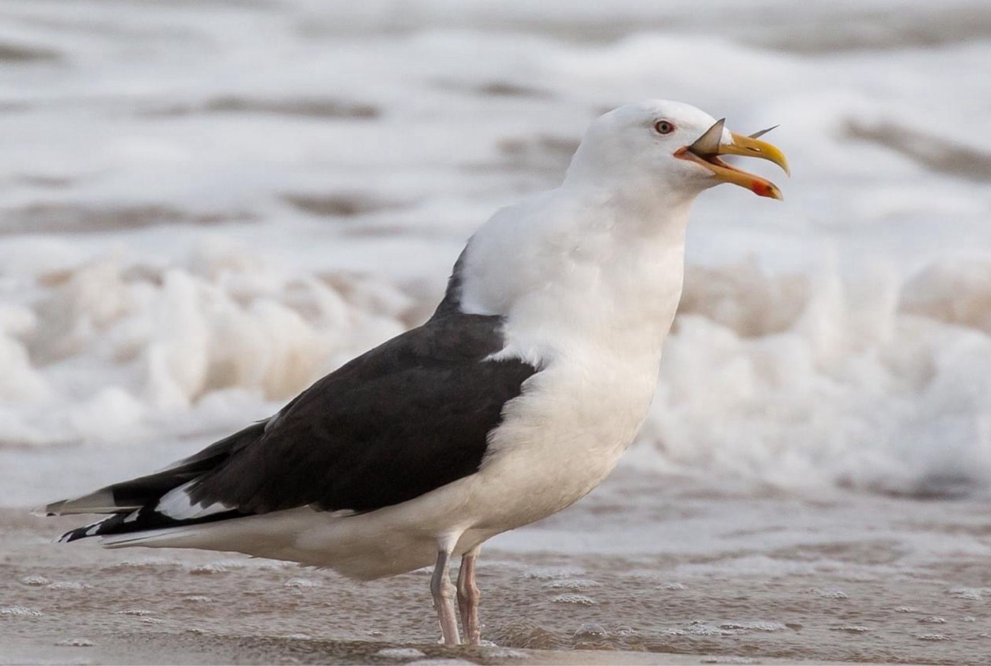 A gull stands on the sand after swallowing a large fish whole. The fins are still sticking out of its mouth and you can see a bulge on the gull’s neck.