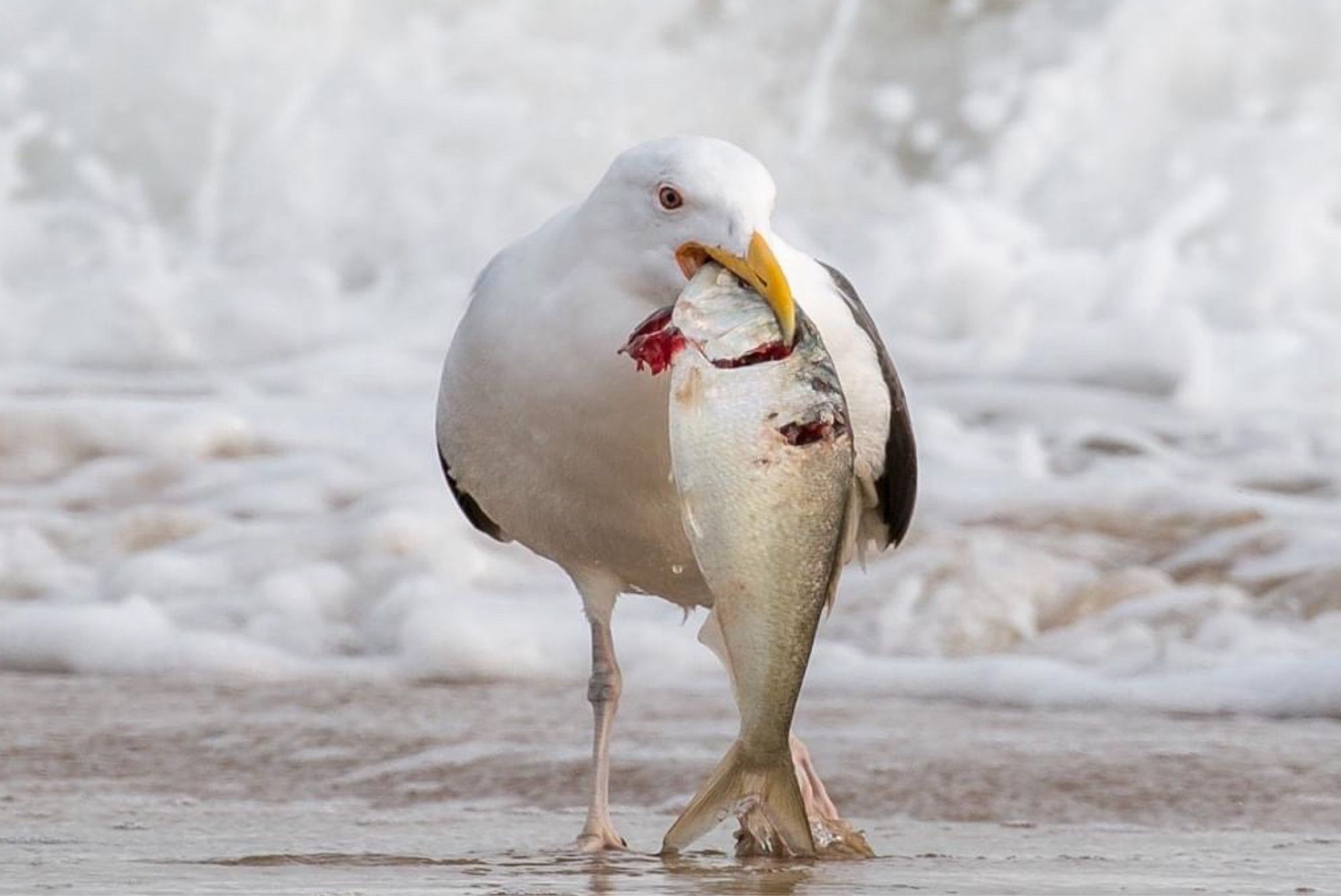 A large gull stands on the sand holding a large fish in its bill.