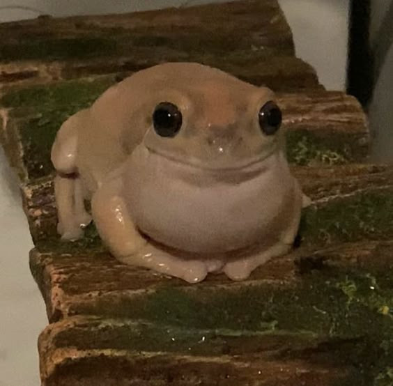 This is a frog. A squishy guy. A weird slimy fella. A ribbit ribbit mf if you will. Who is also me and I am it.