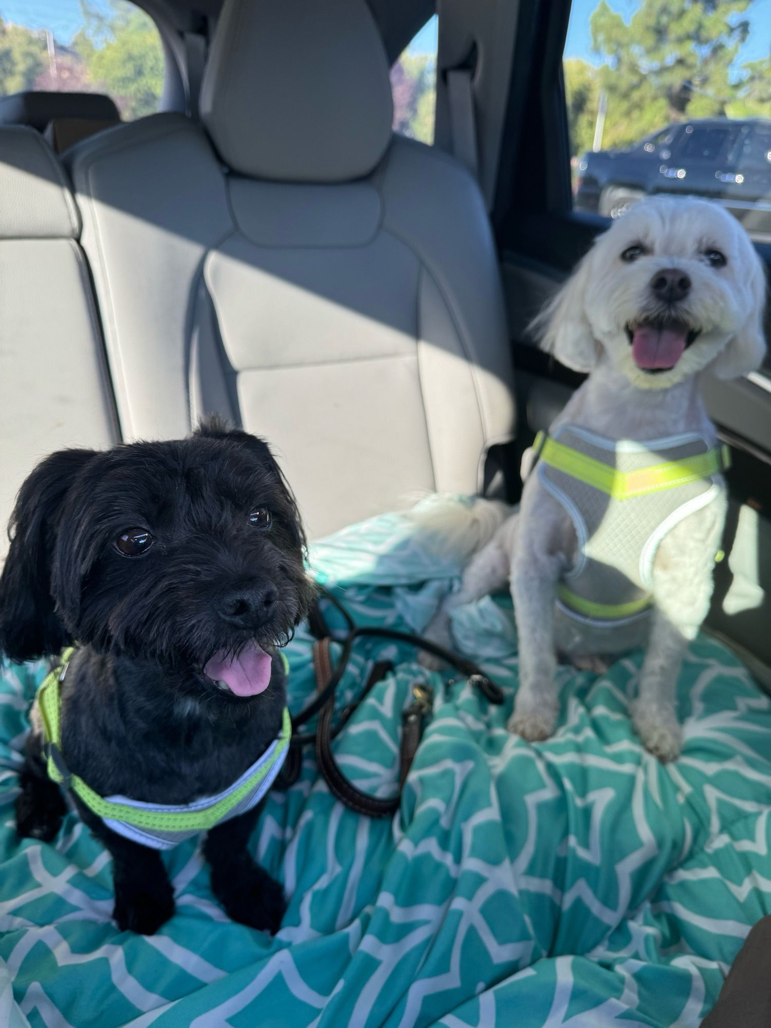 My Maltipoo and Schnauzer-Mix Dogs sitting on a blanket