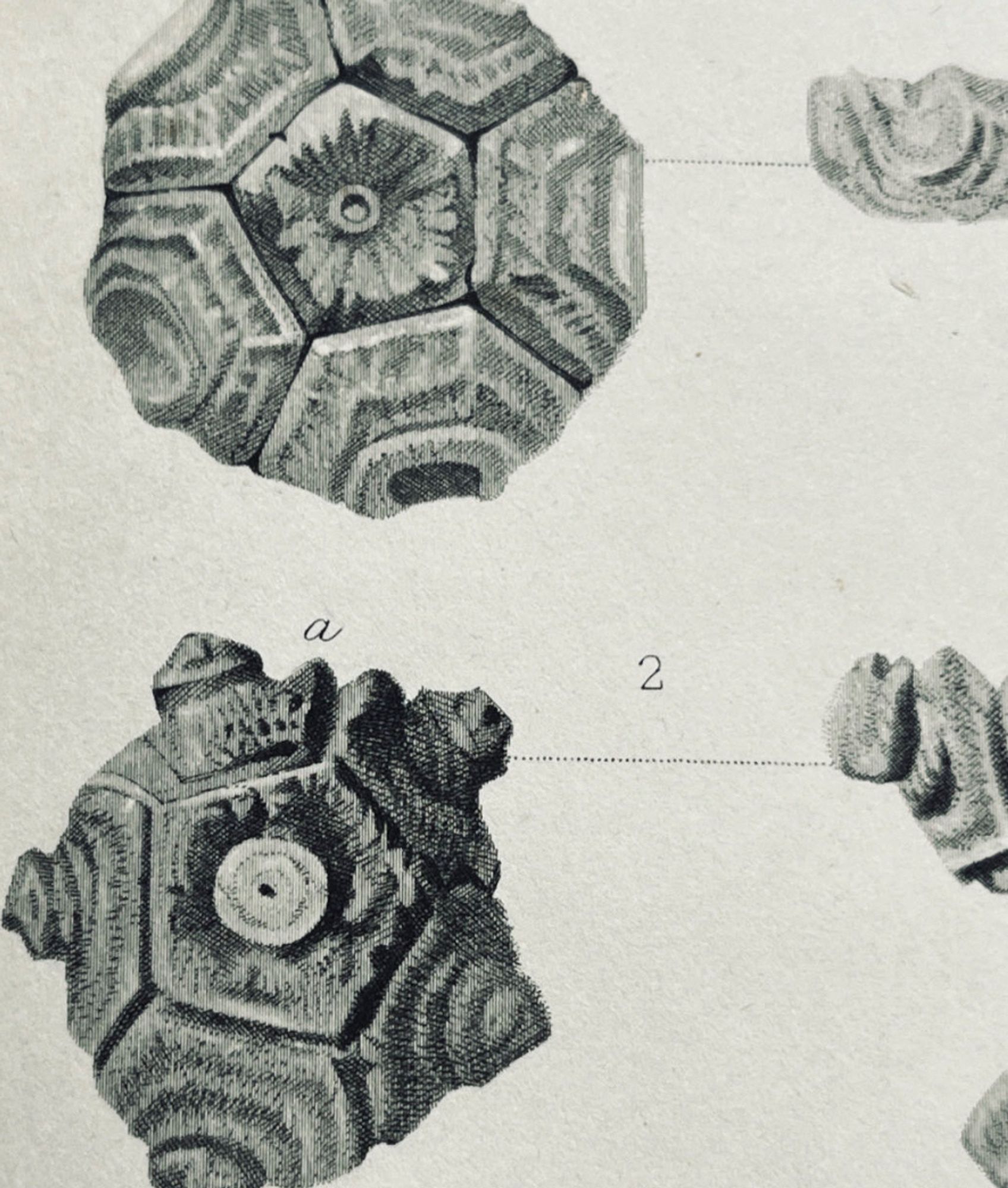 An illustration in a format the resembles charcoal pencil
sketches of two crinoid fossils, one above the other. Both resemble spheres constructed of five sided geometric shapes. In the bottom fossil the crinoid stem nubs are more obvious in the center of each pentagram shape.