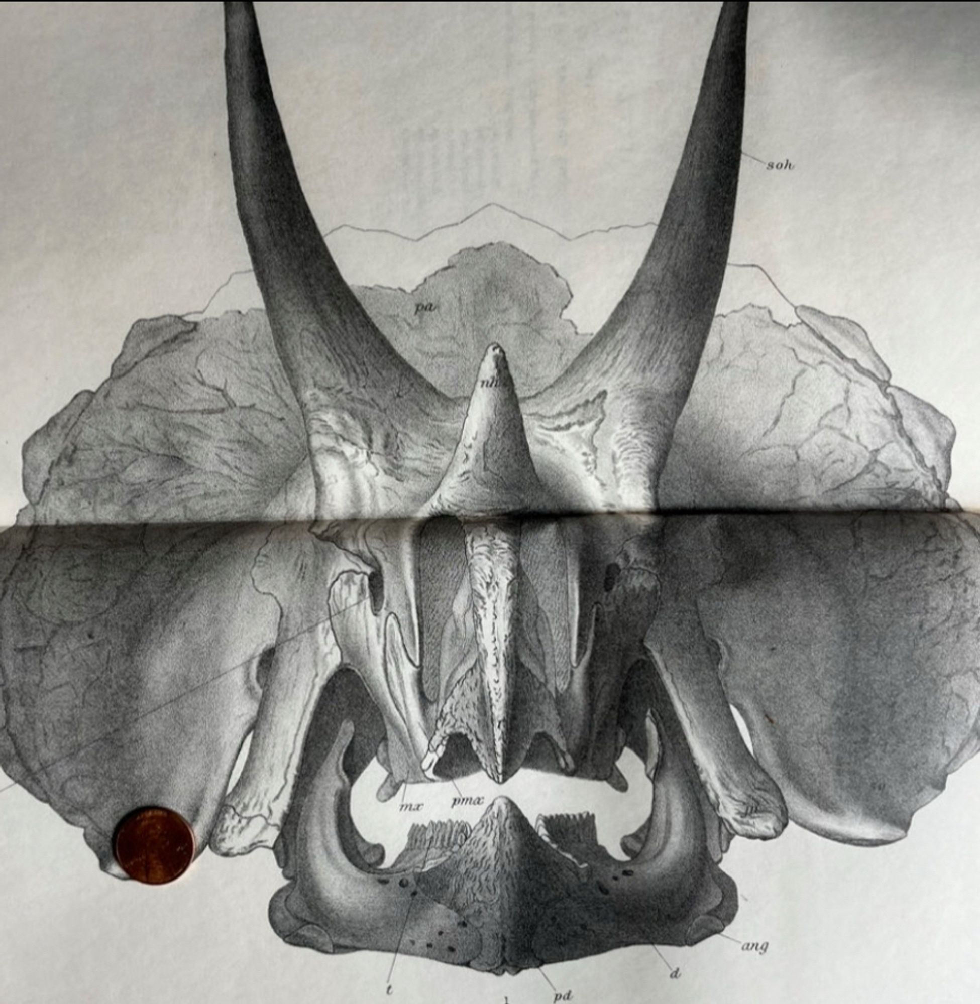 An illustration of a front view of a= triceratops skull with its three horns clearly visible. It has the appearance of a finely crafted pen and ink drawing.