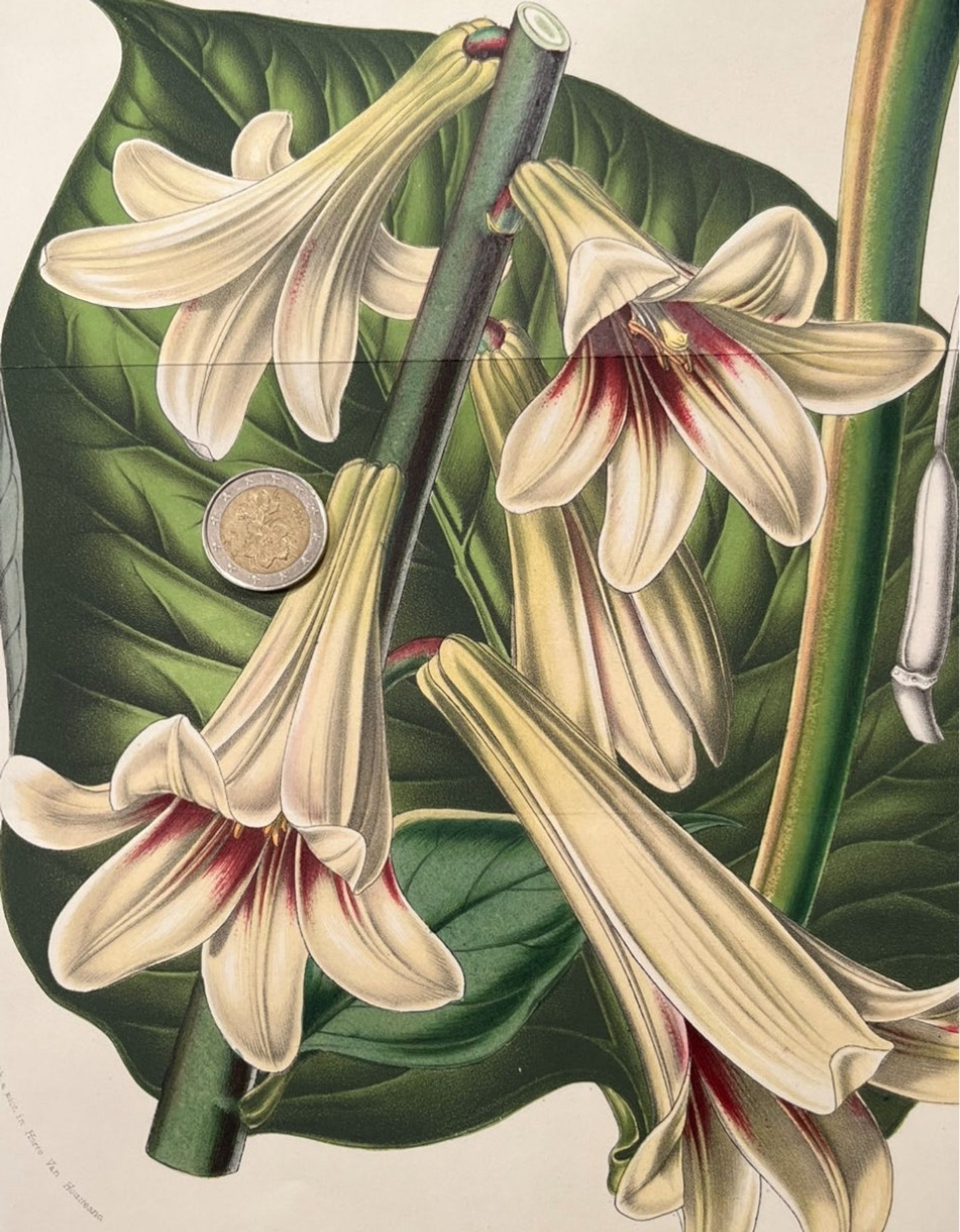 A colored illustration depicting white lilies in intricate detail with their large green leaves in the background.