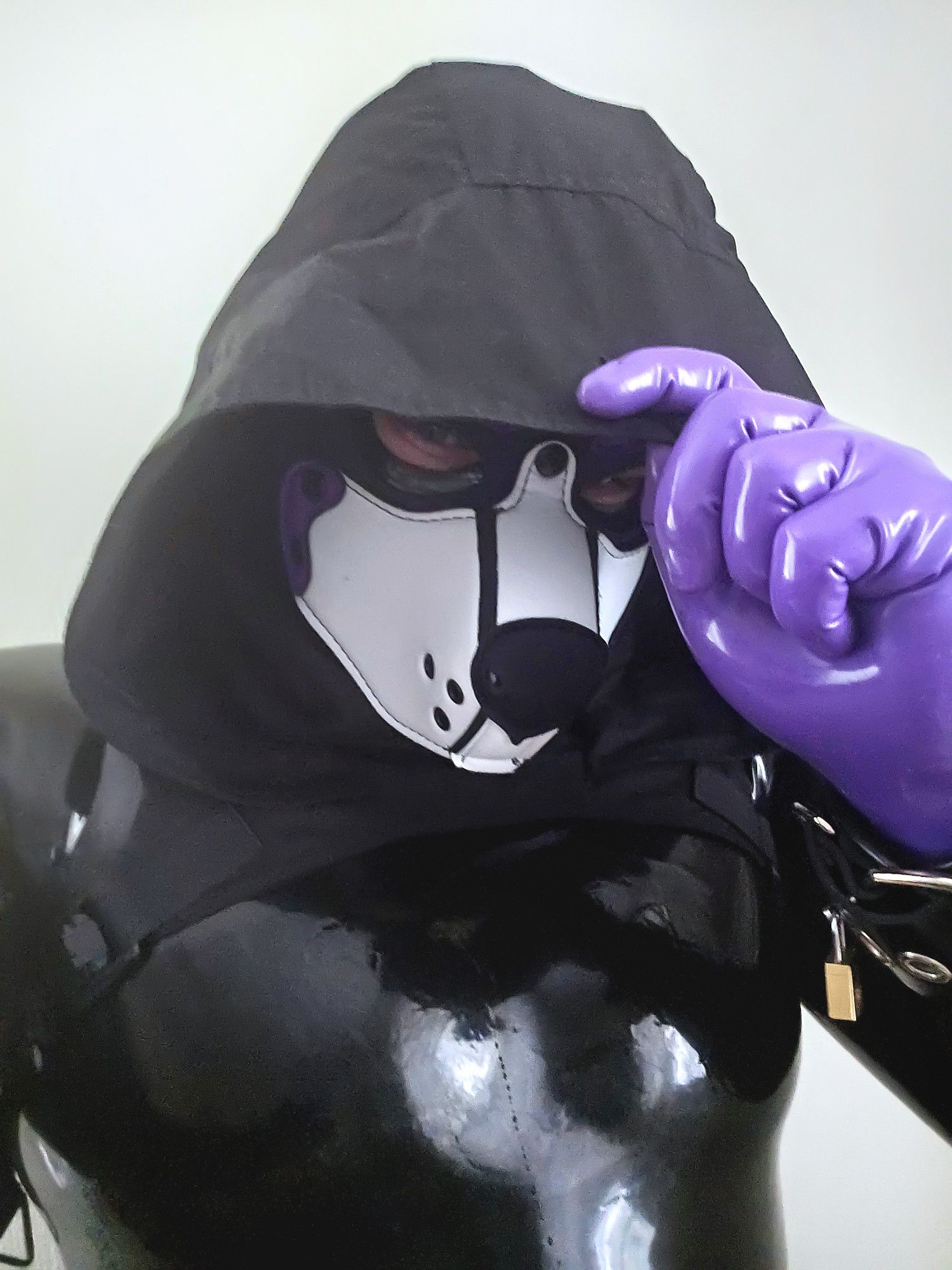 Shiny latex pup, in black cowl with purple gloves