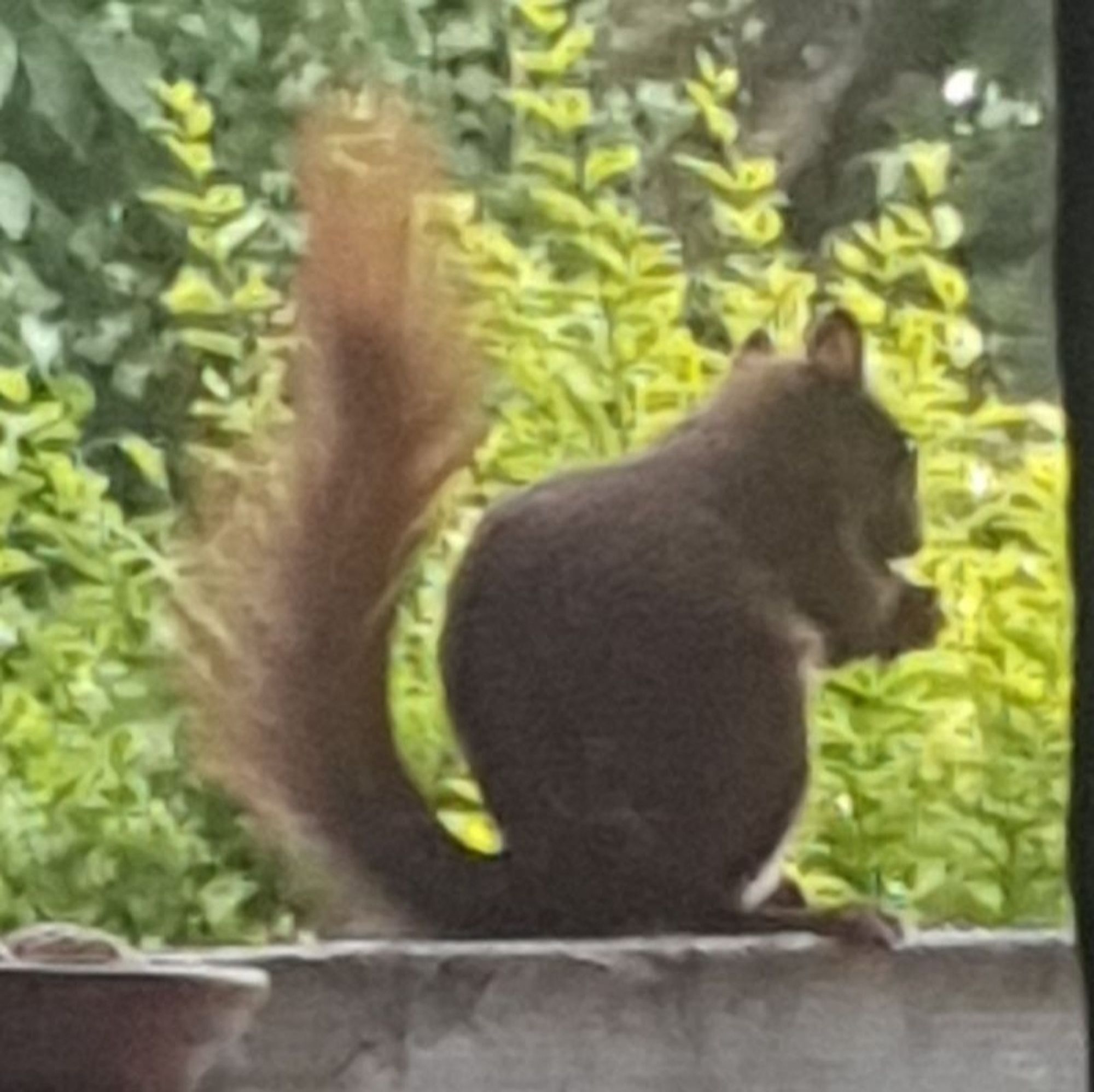 Squirrel on a wall eating a hazelnut.