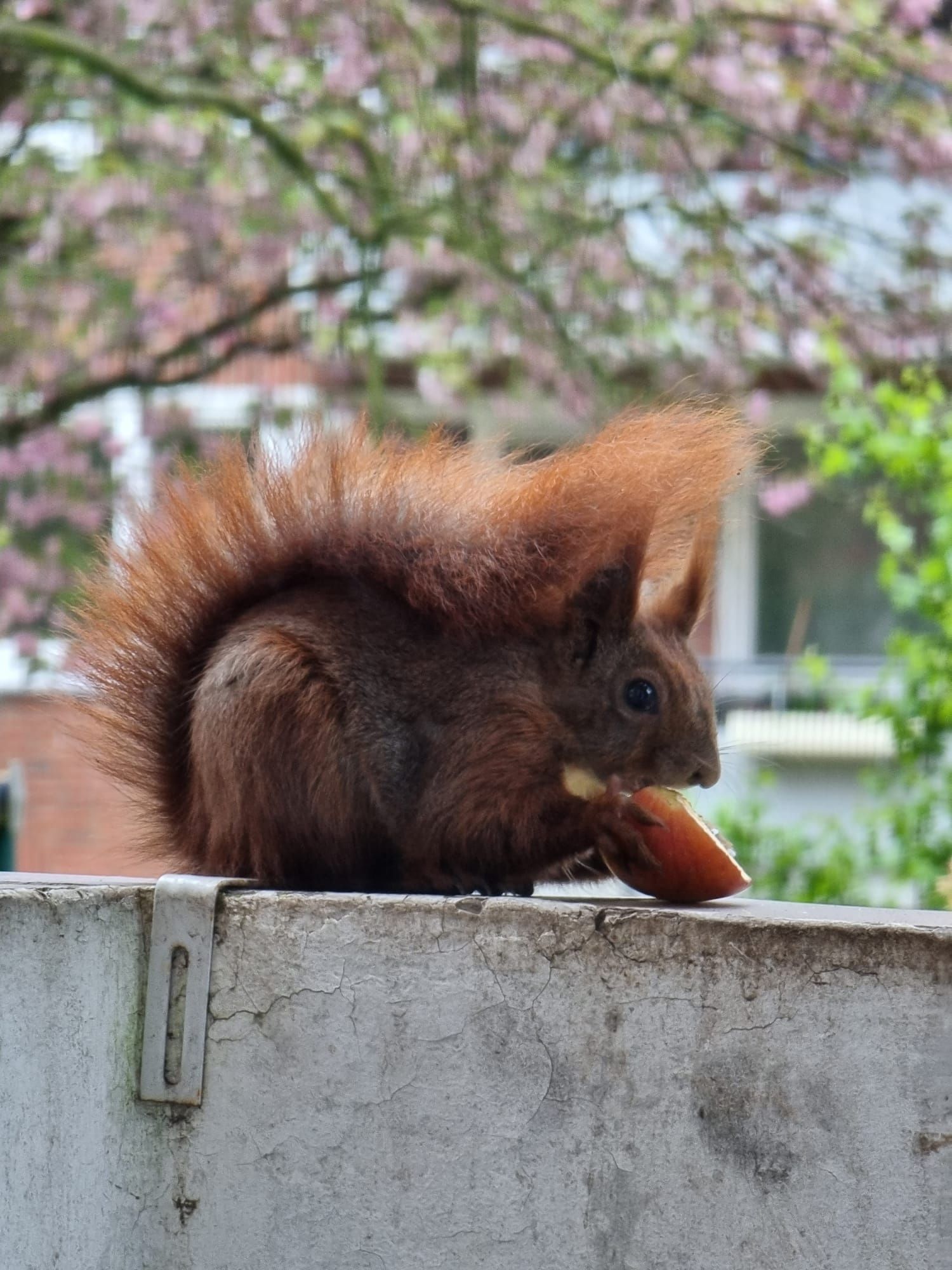 Pic A. Winko squirrel eating apple