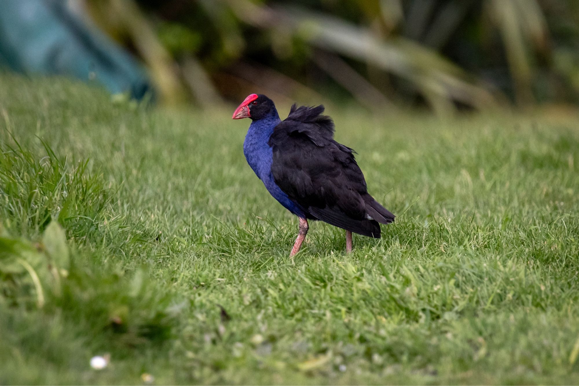 A Takahē bird grazing in the open grass on a windy day in Tiritiri Matangi, Aotearoa/New Zealand. 🇳🇿©️Matt Baldwin.