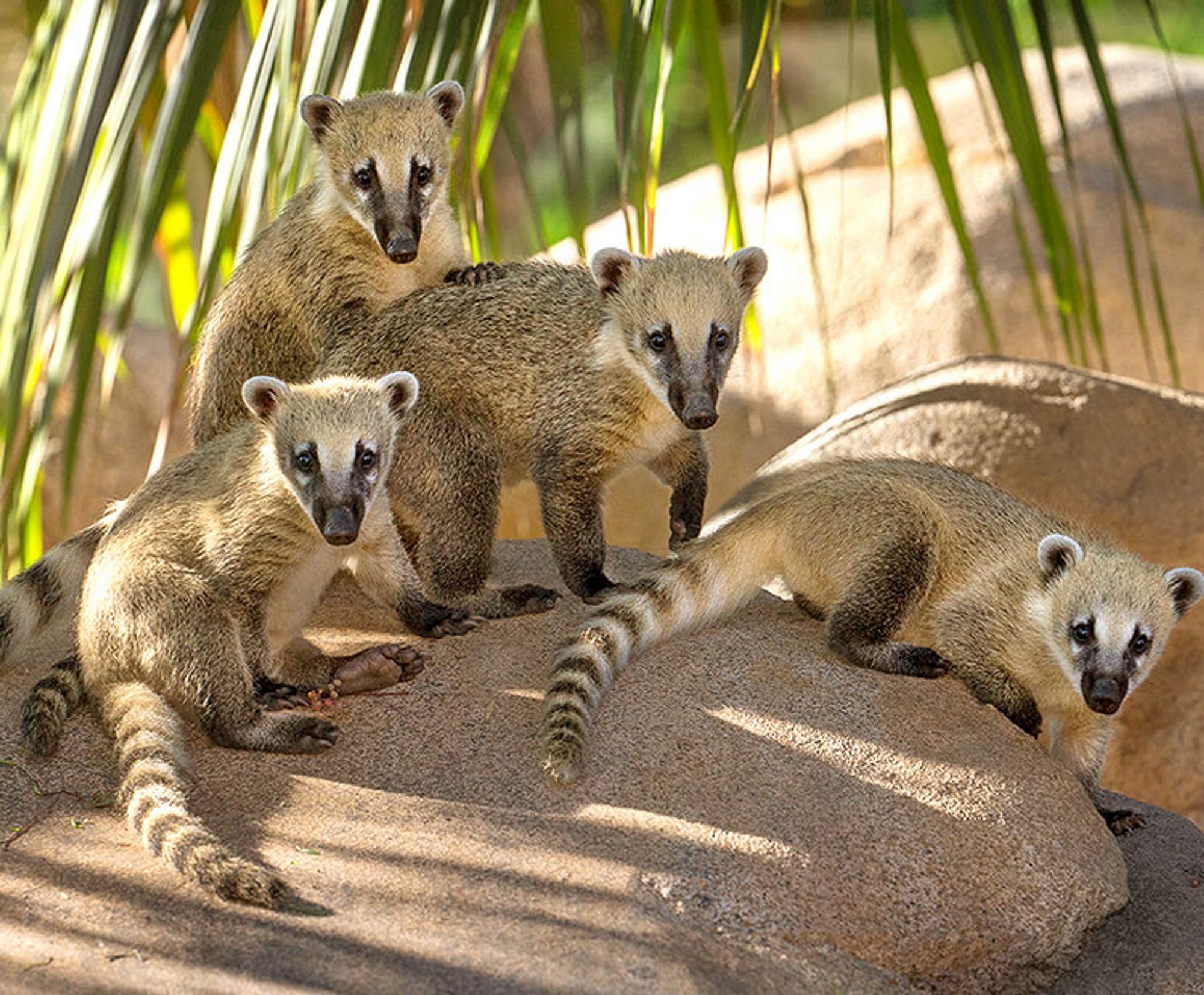 A group of coatis. Photo courtesy of the San Diego Wildlife Alliance.