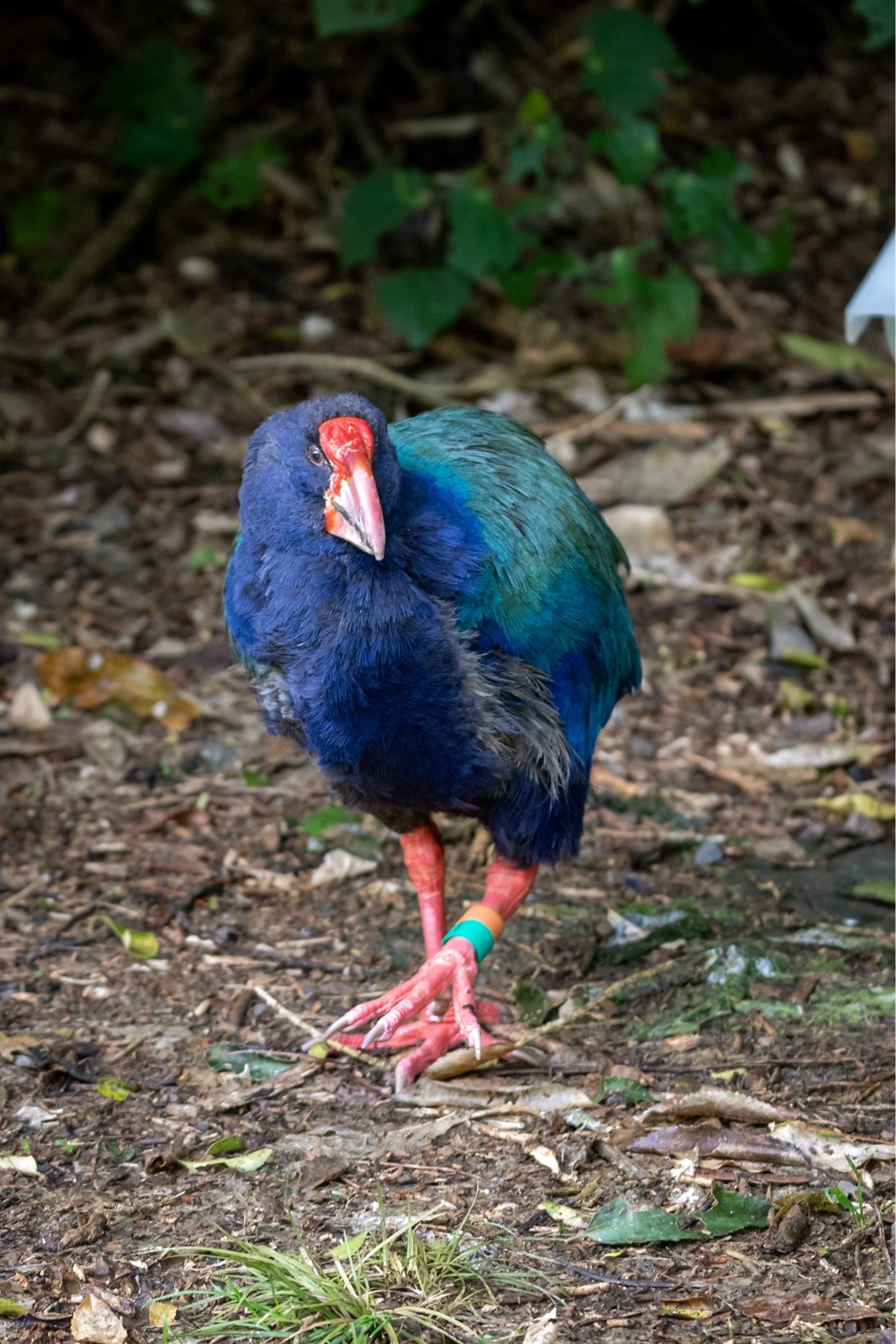 A male Takahē bird in the Zealandia Te Māra a Tāne ecosanctuary, Wellington, Aotearoa/New Zealand. ©️Matt Baldwin