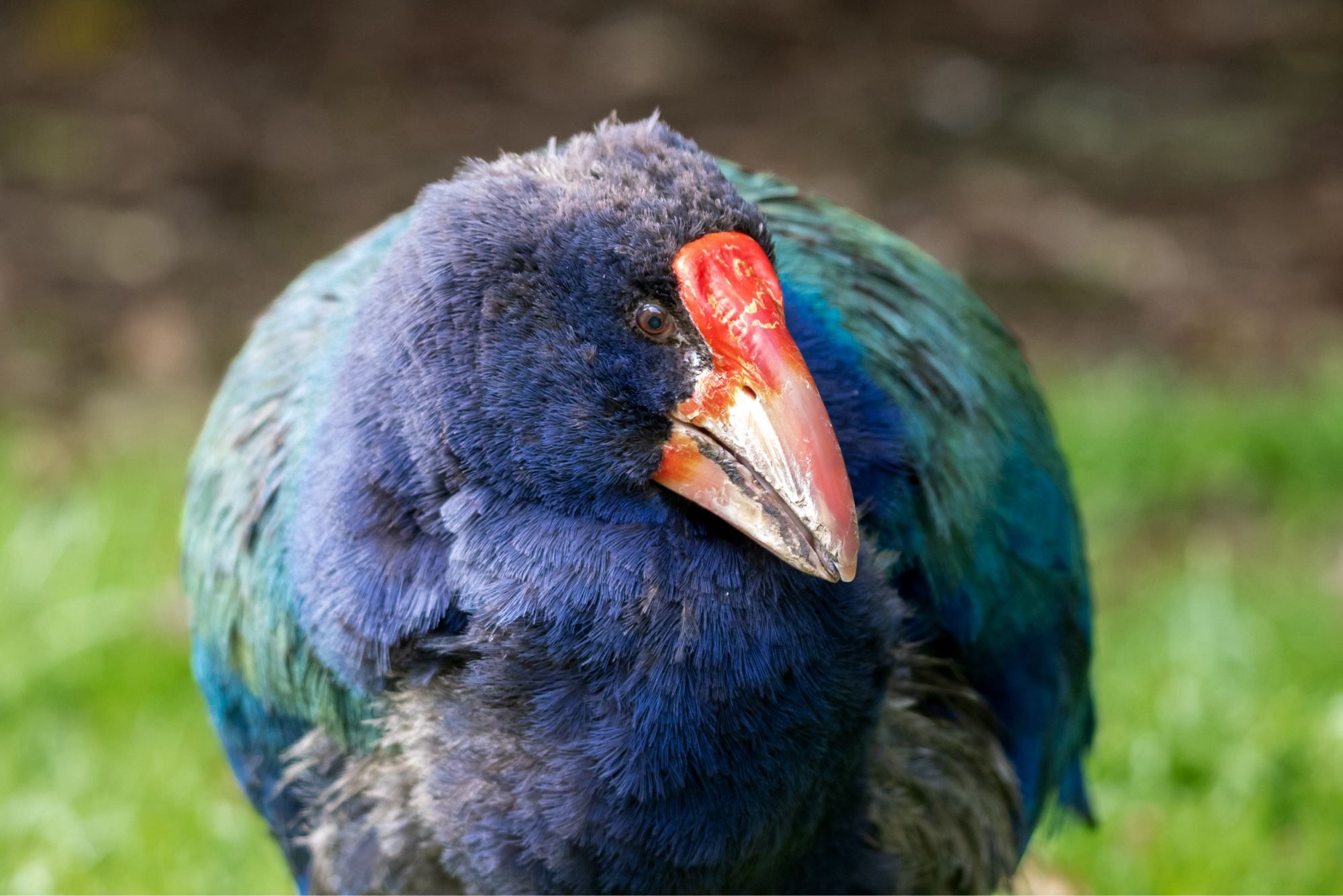 A male Takahē bird in the Zealandia Te Māra a Tāne ecosanctuary, Wellington, Aotearoa/New Zealand. ©️Matt Baldwin