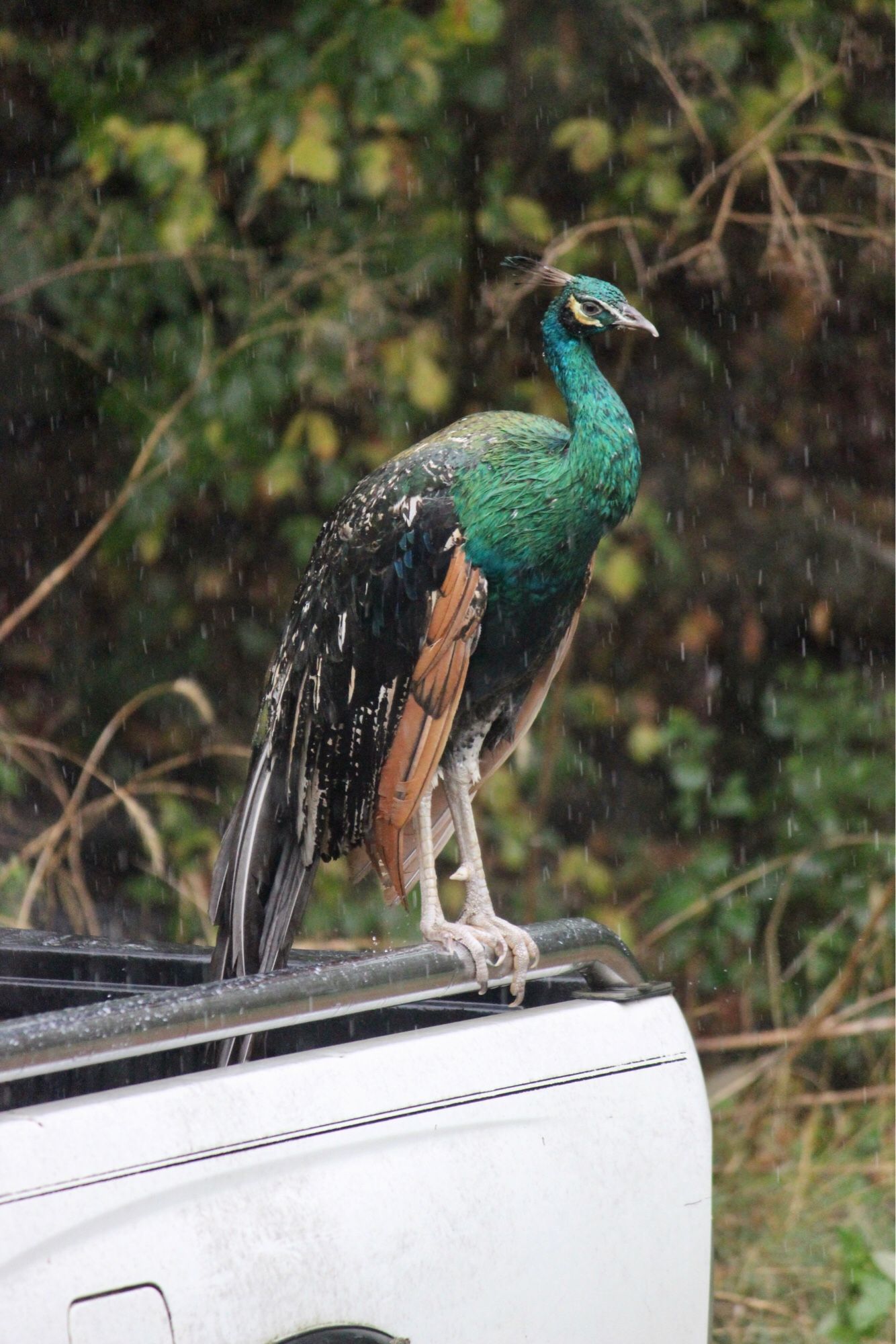 A peacock perched on a chrome rail on the back of a white pickup truck. His head, neck, and breast are green, and slumped in an “s” shape. His wings are black, with white highlights, and brown feathers at the leading edge, folded downward at his side. It is raining, yet he seems unconcerned.