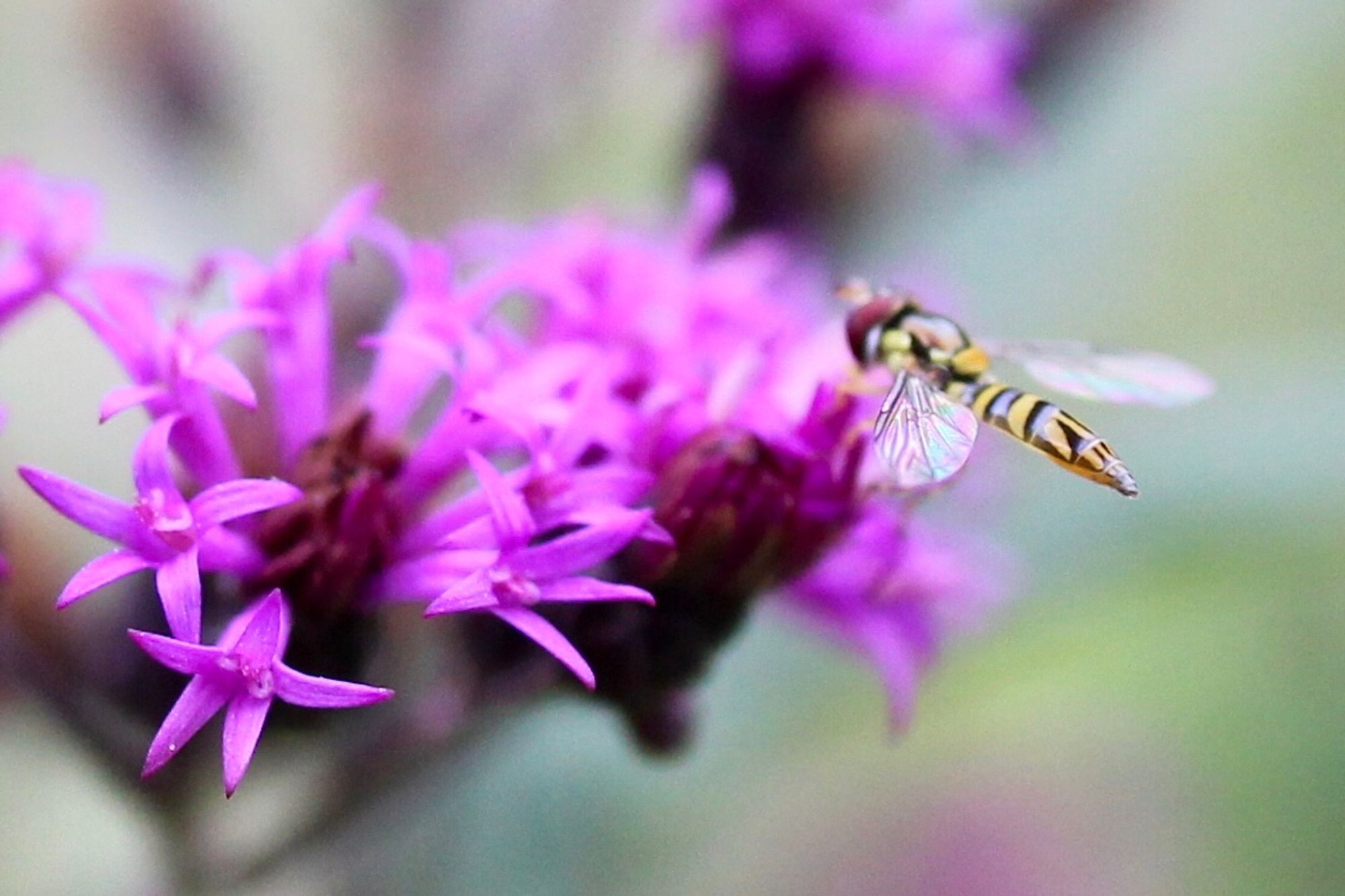 A small yellow and black striped flying insect with large red eyes looking for nectar in a sprig of magenta blossoms