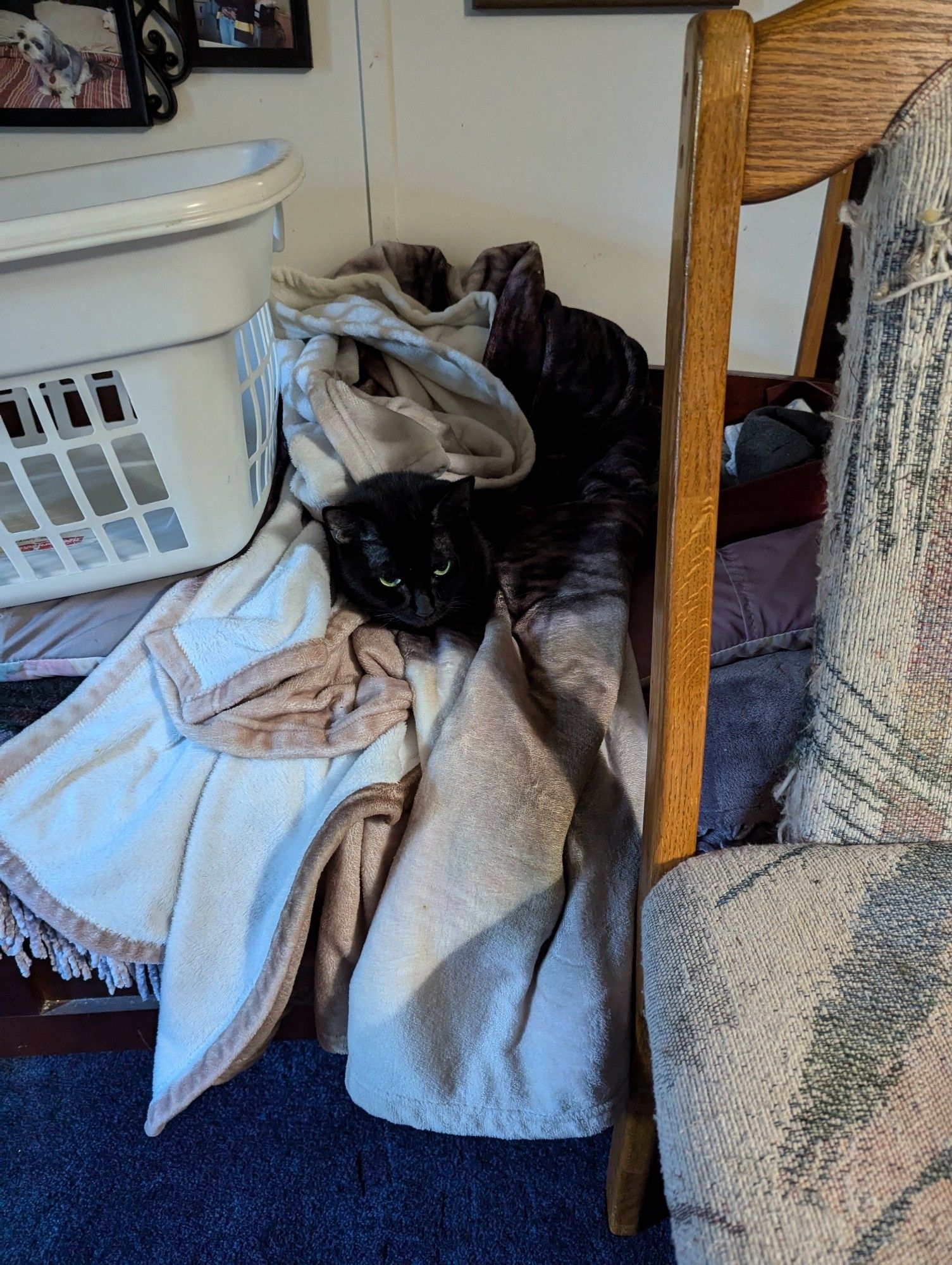 A black cat with green eyes, nestled comfortably amongst a white and brown blanket, in between a laundry basket and chair.