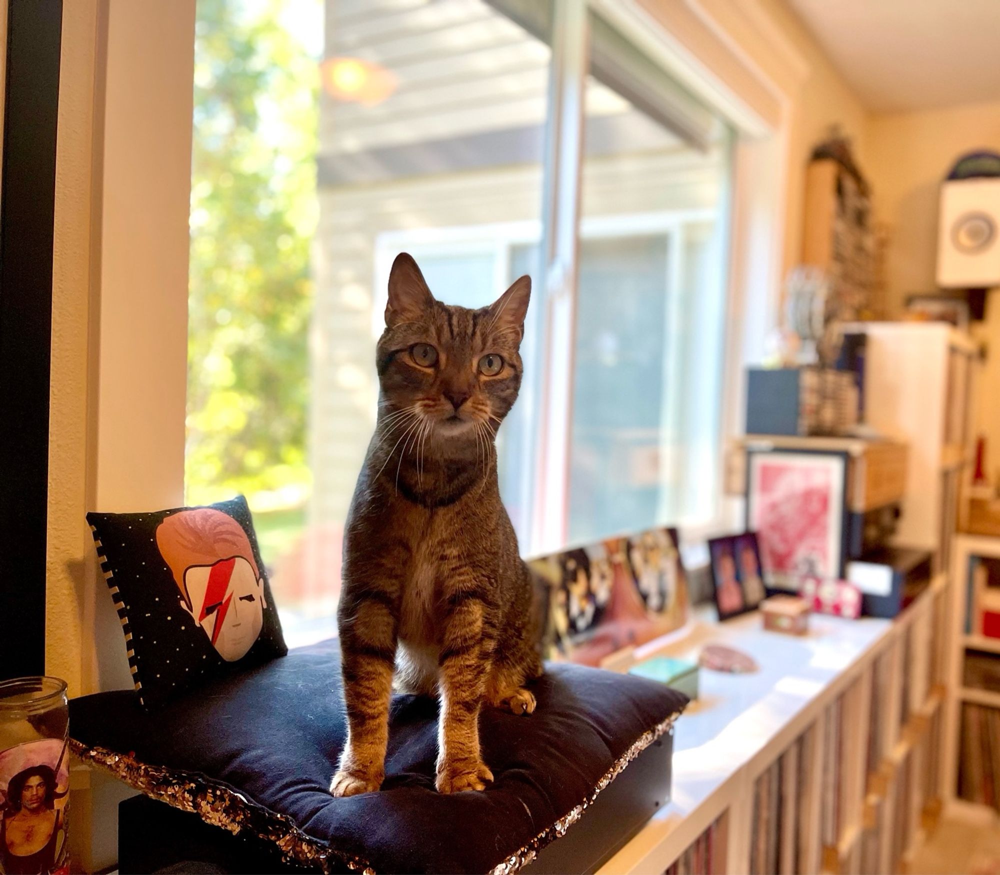 My boy Franklin the Cat, in healthier times last year. He’s sitting on a black pillow on a record shelf in front of a window