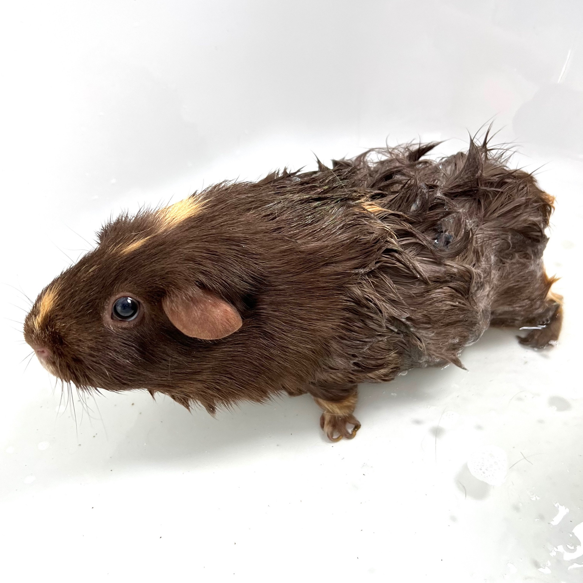 Pom the guinea pig, soaped up in the bath 