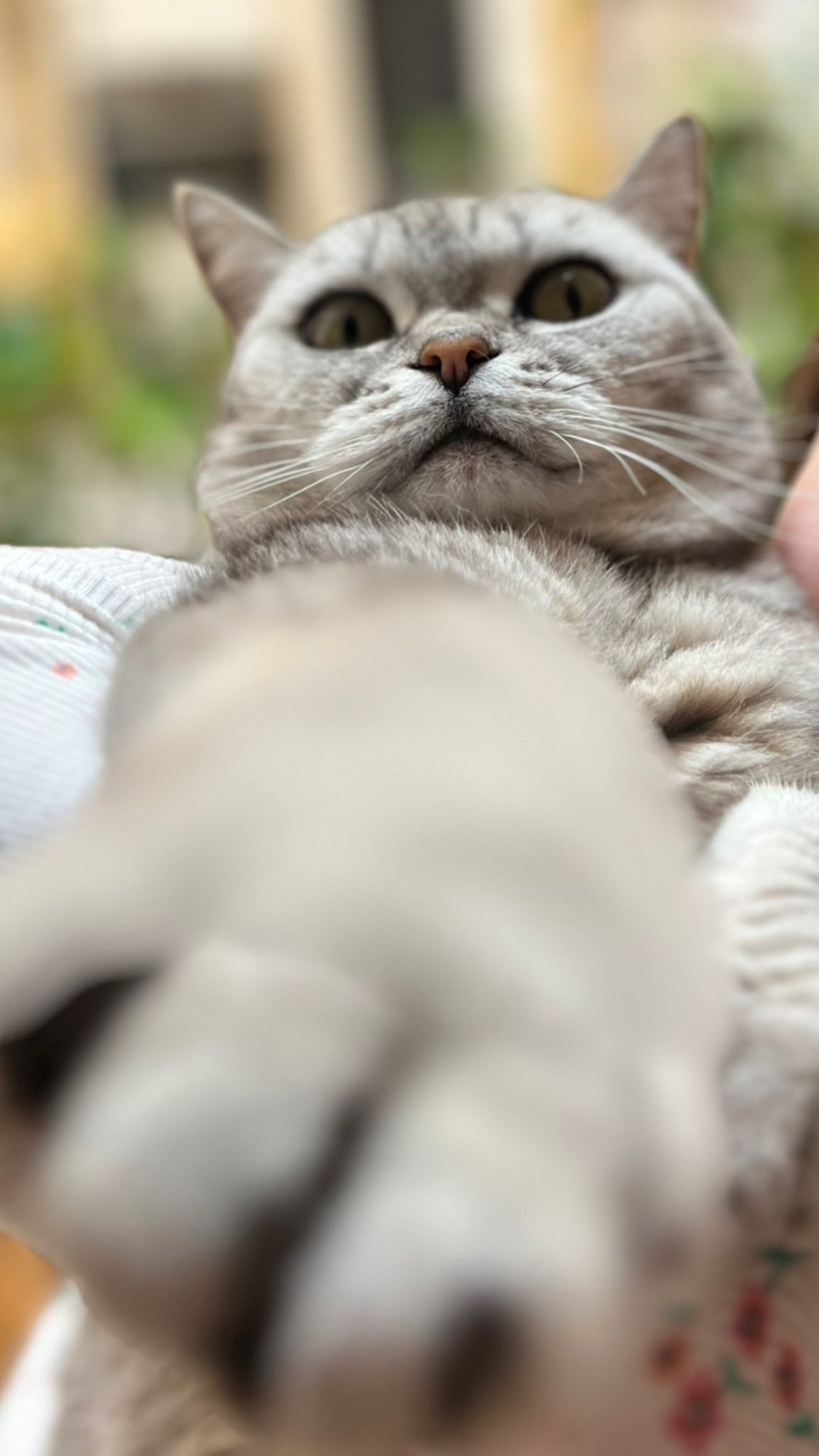 Ham, a silver BSH cat we do not own, recreating Donald Sutherland’s famous pose from the movie.