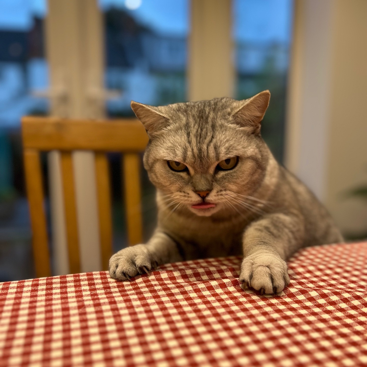 Ham, a silver BSH cat, bleming at the camera 