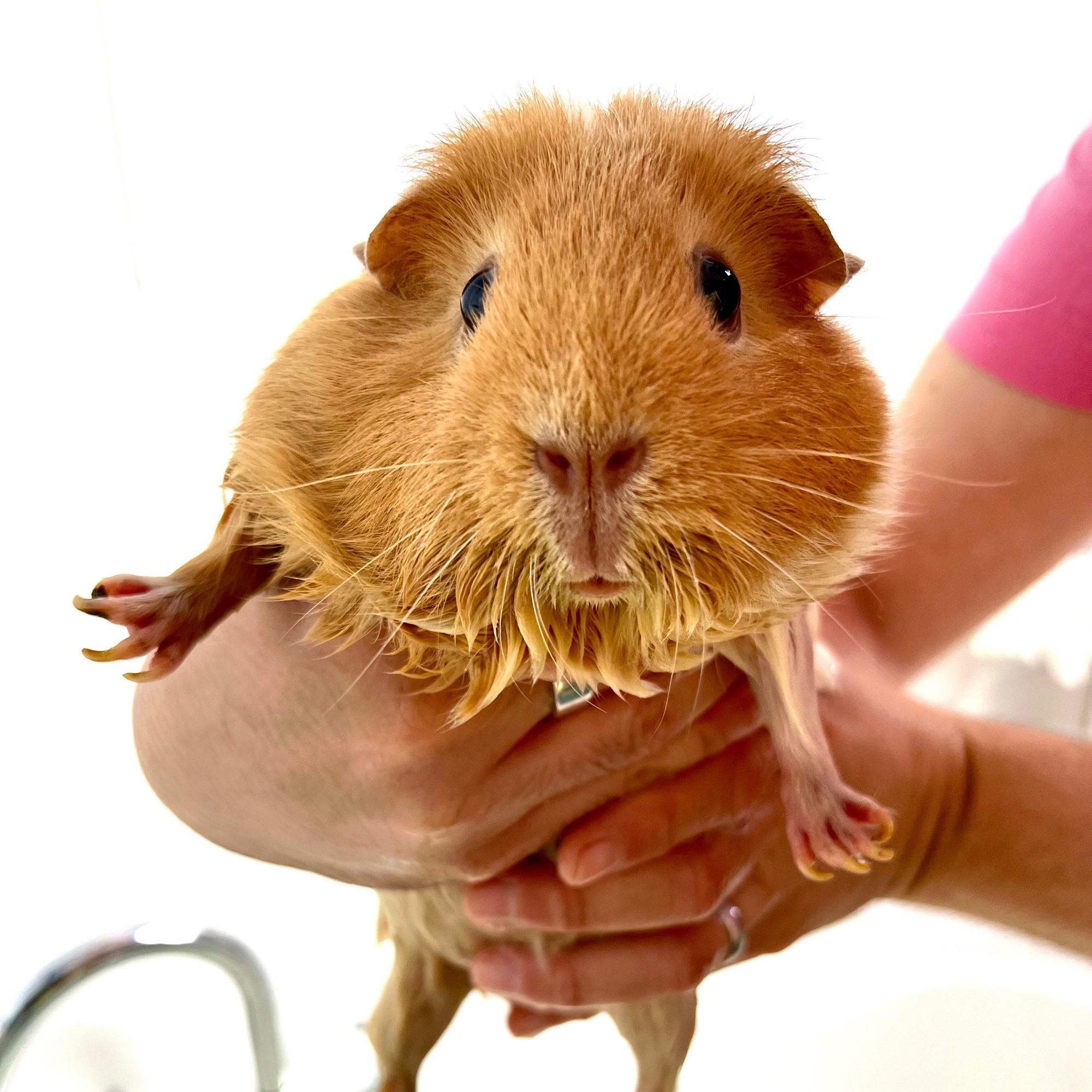 Butternut the guinea pig, being lifted (wet) out of the bath