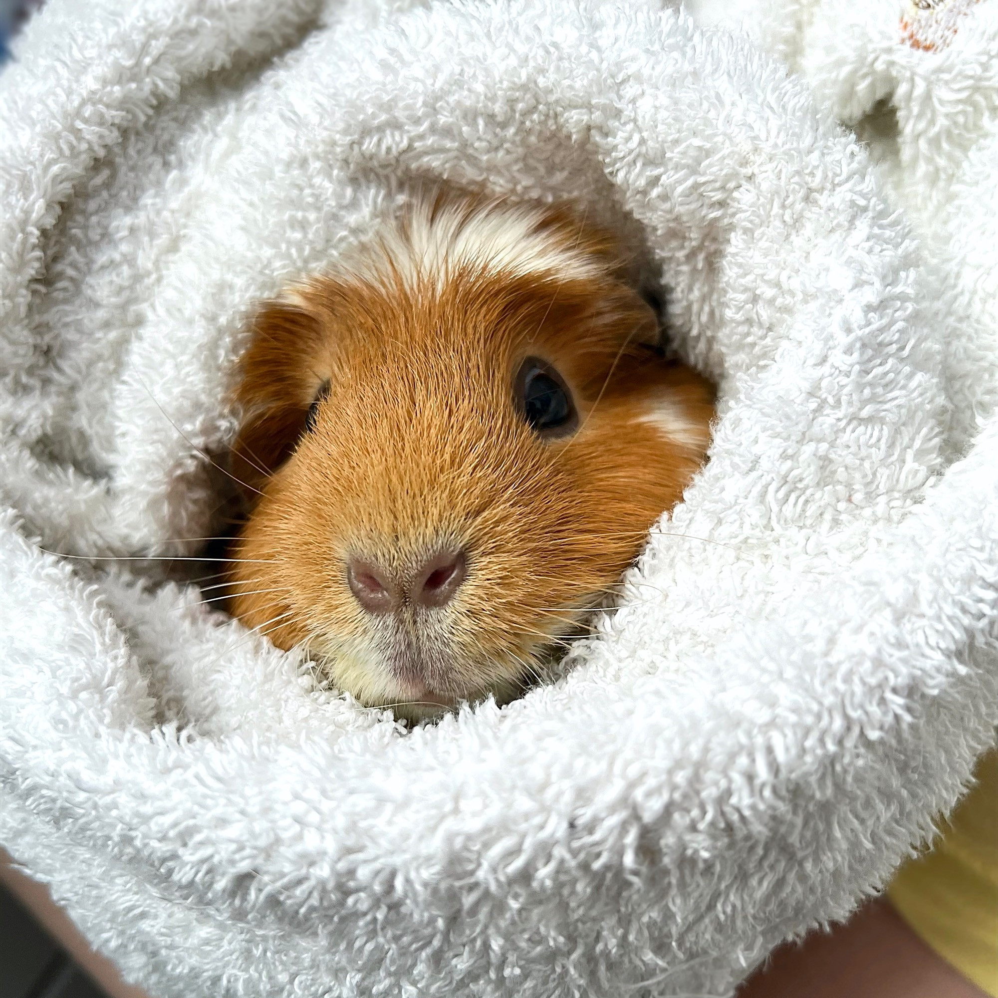 Pixie the guinea pig, bundled up in a towel after her bath 