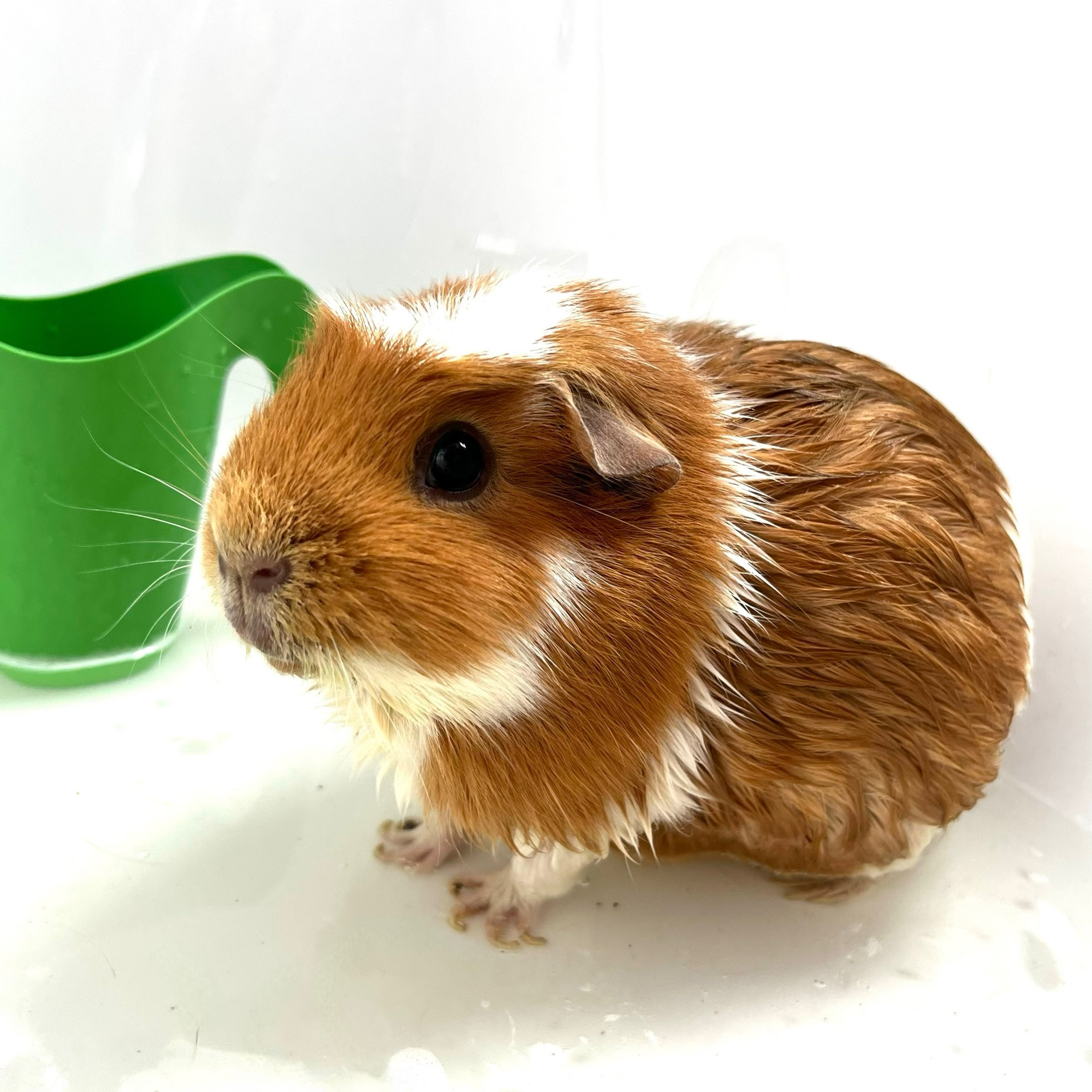 Pixie the guinea pig, sitting in the bath