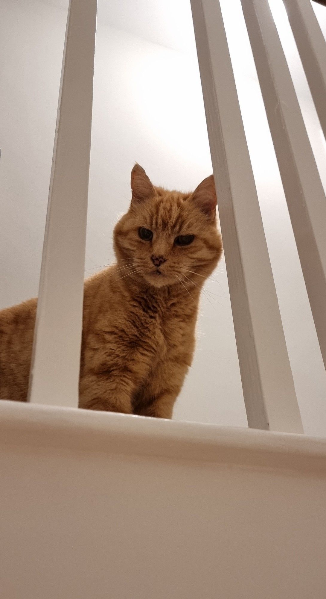 Ginger cat looking down through the bannisters with dark eyes of a soulless demon