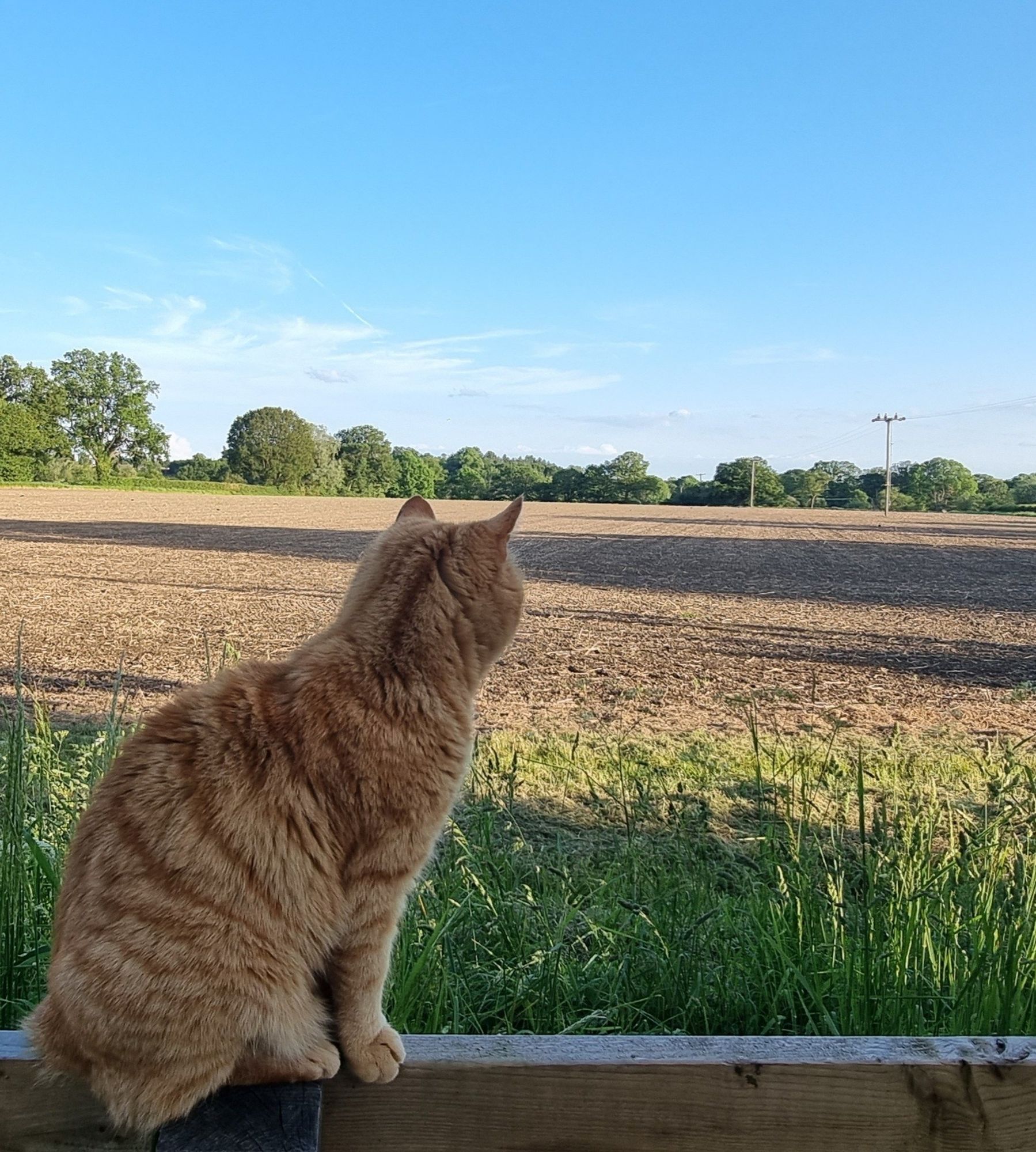 Ginger cat sitting on a fence looking over a farmers field